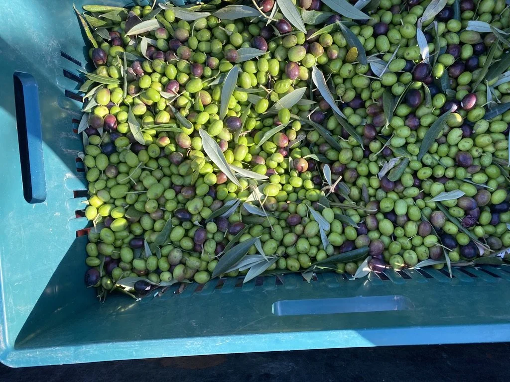 Frantoio and Coratina — The Two Varieties Behind Kardella's Early Harvest Oil