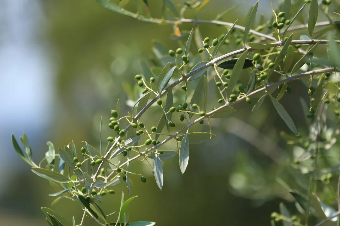 The Ancient Story of the Olive Tree — 6,000 Years of Oil, Culture, and Meaning