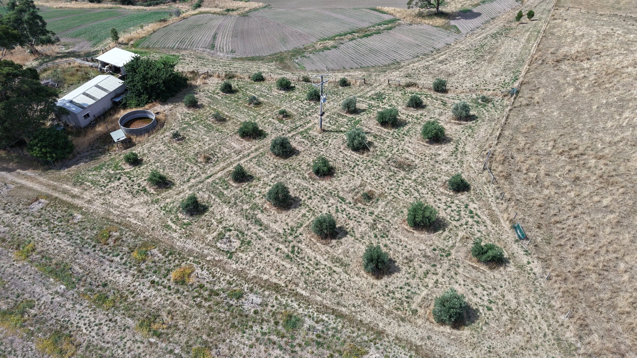 An aerial view of a rural landscape featuring rows of small trees or bushes planted in a field, farmland, a small building, a large water tank, power lines, and dry, grassy areas.