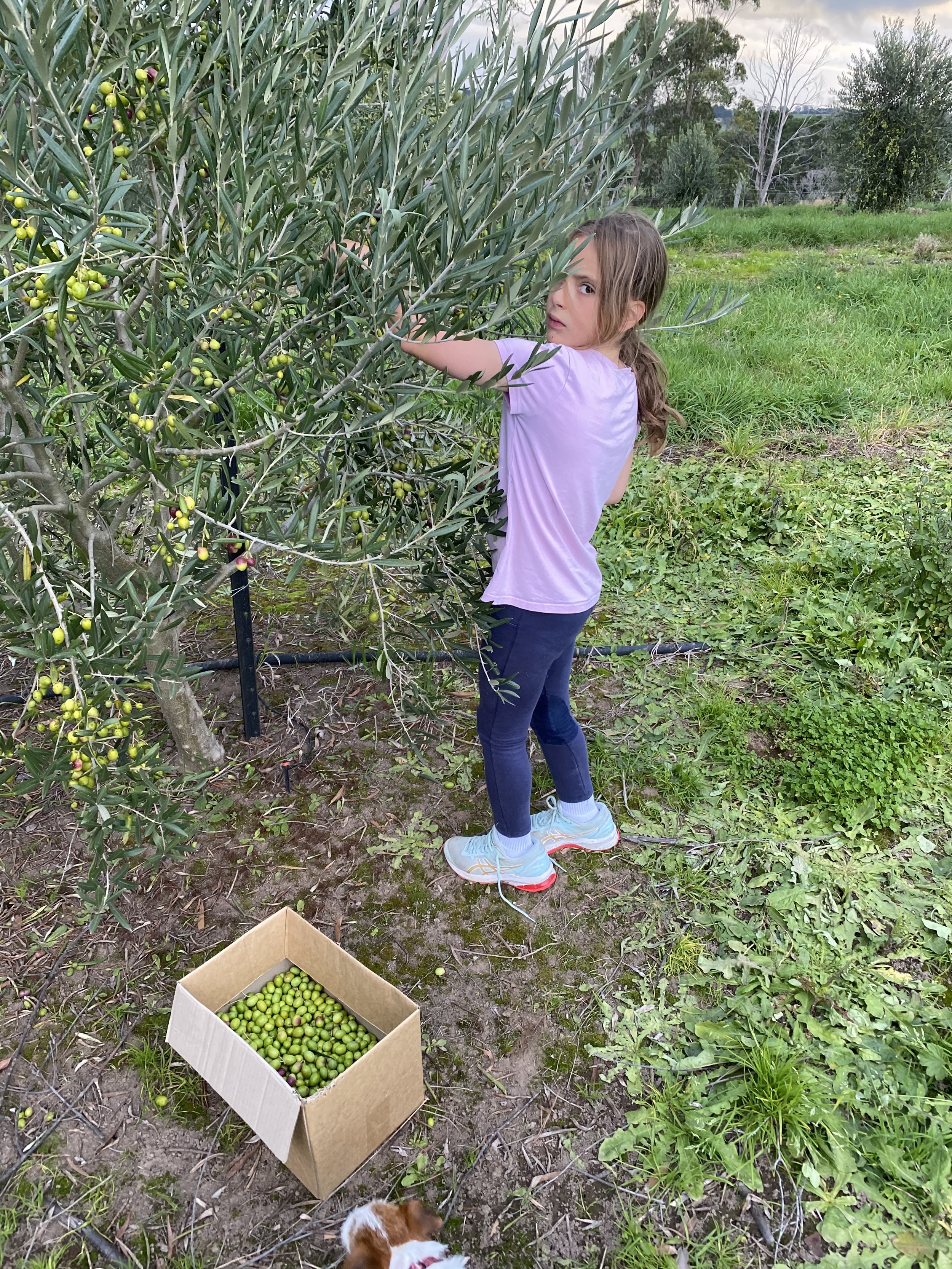 A young girl picking green olives from an olive tree in a grassy field. A cardboard box filled with green olives is on the ground near her. There is a small dog at the bottom of the image.