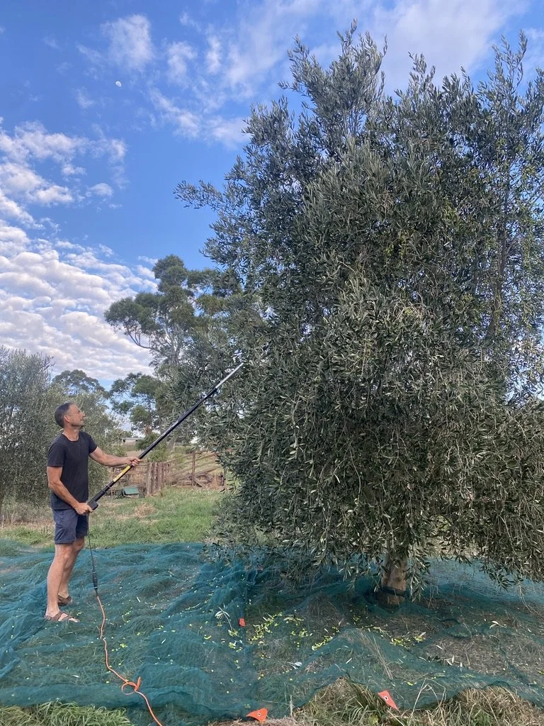 A man is using a long pole with a tool on the end to trim or spray a large olive tree outdoors on a sunny day with a partly cloudy sky.