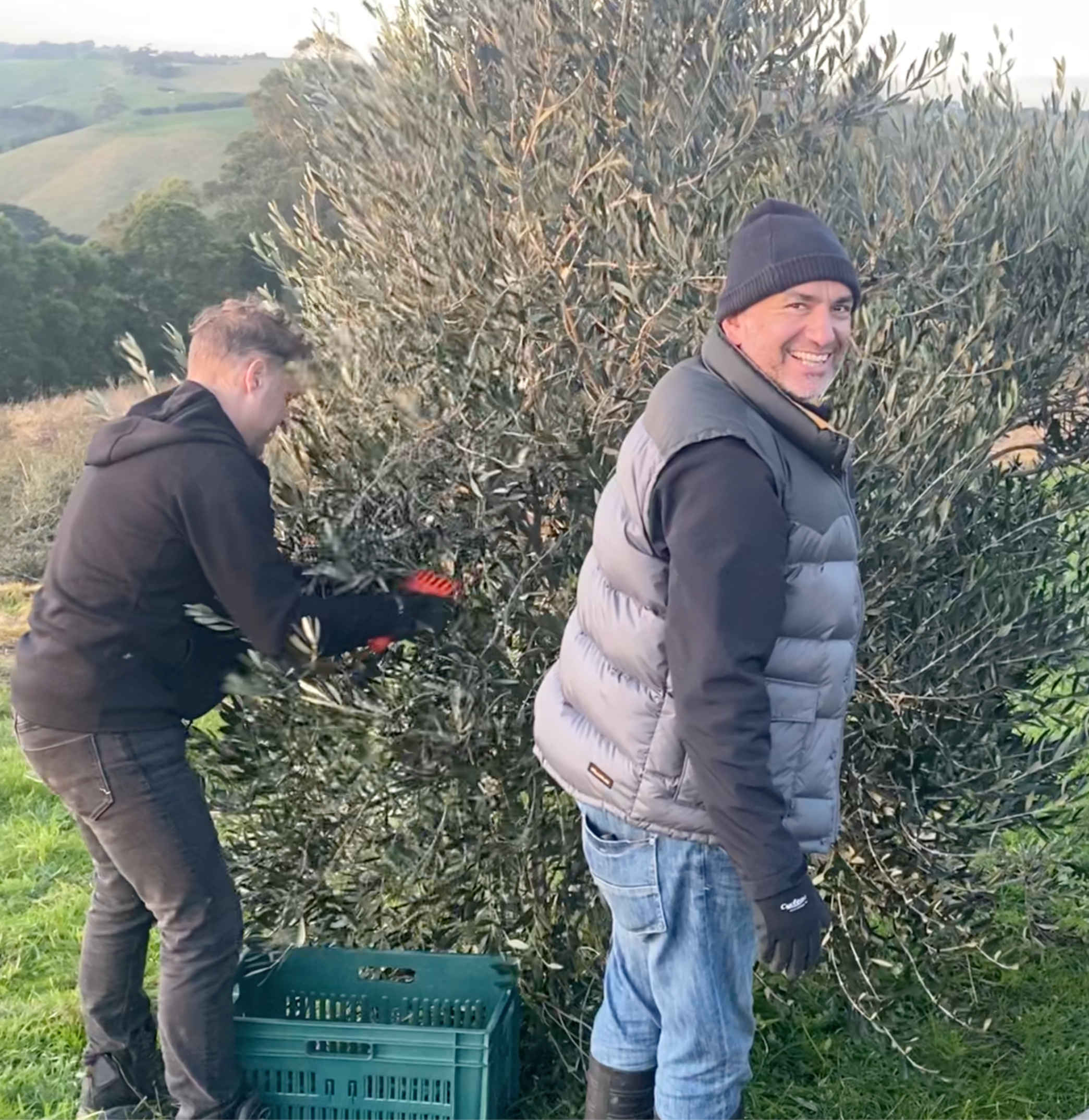 Two men harvesting olives from an olive tree outdoors during daytime, one smiling man with a beanie and one bent over collecting olives into a crate.