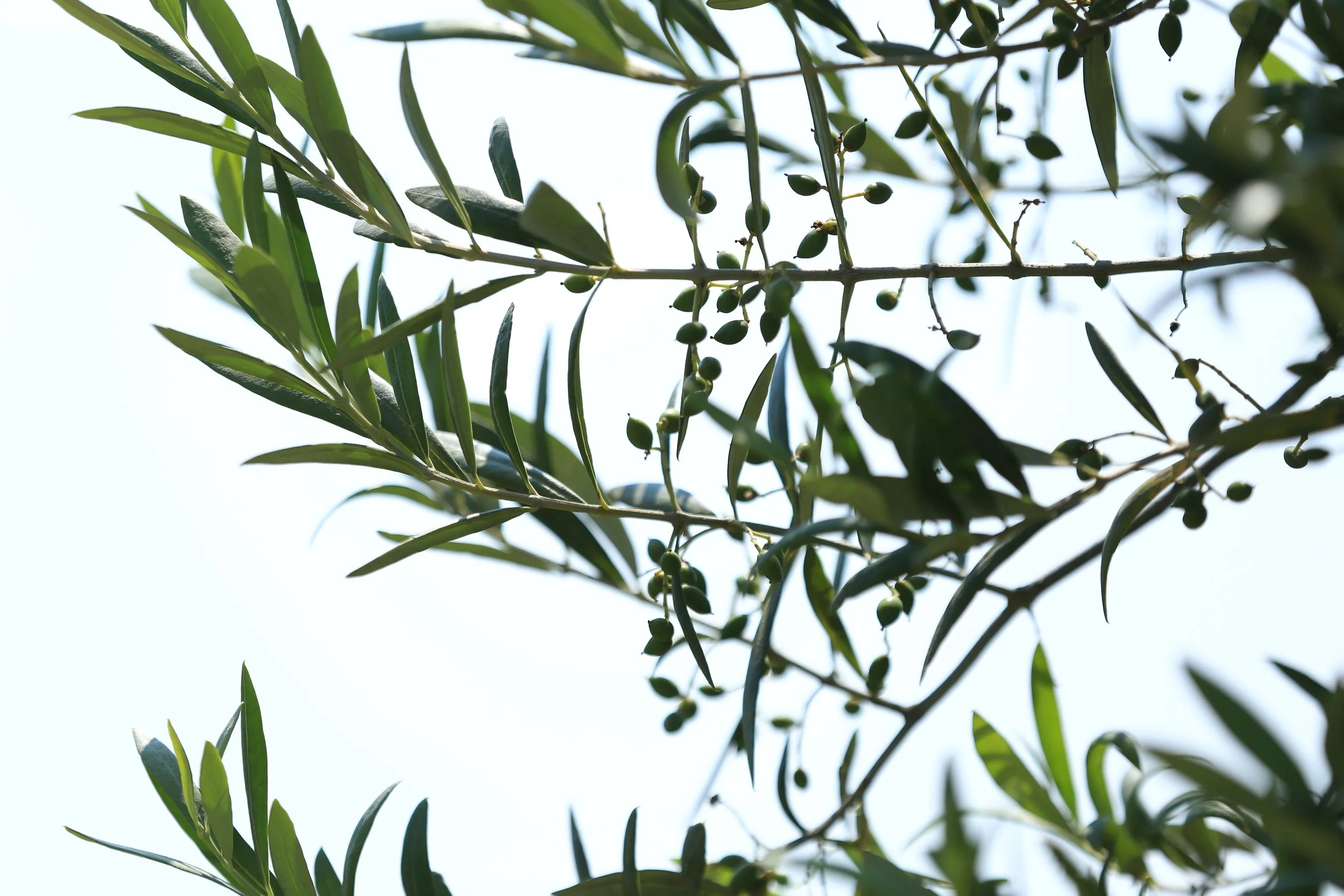 Close-up of green olive tree branches with small olives and elongated leaves against a bright sky background.