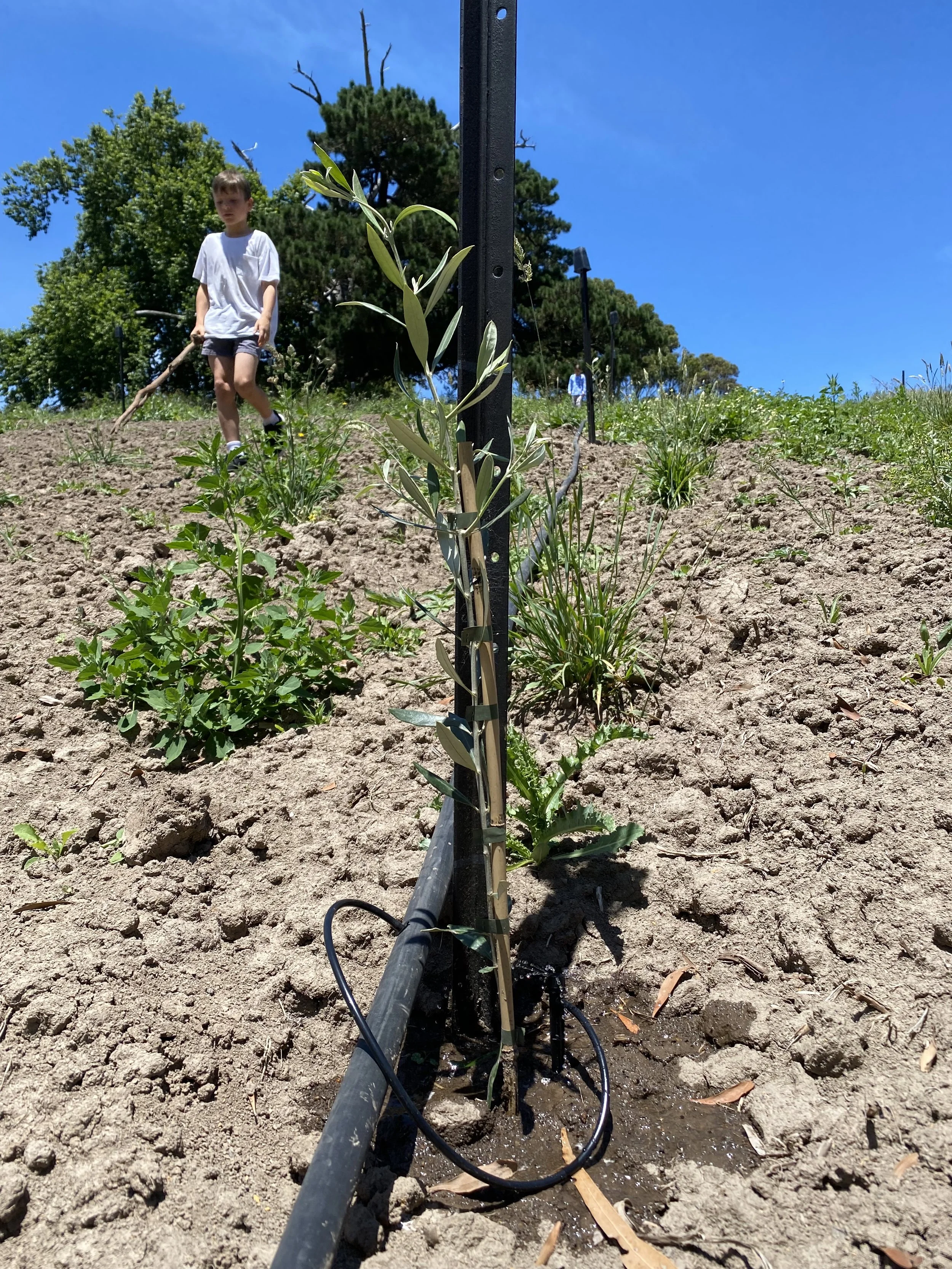 A young boy watering plants in a garden with a drip irrigation system, under a clear blue sky.