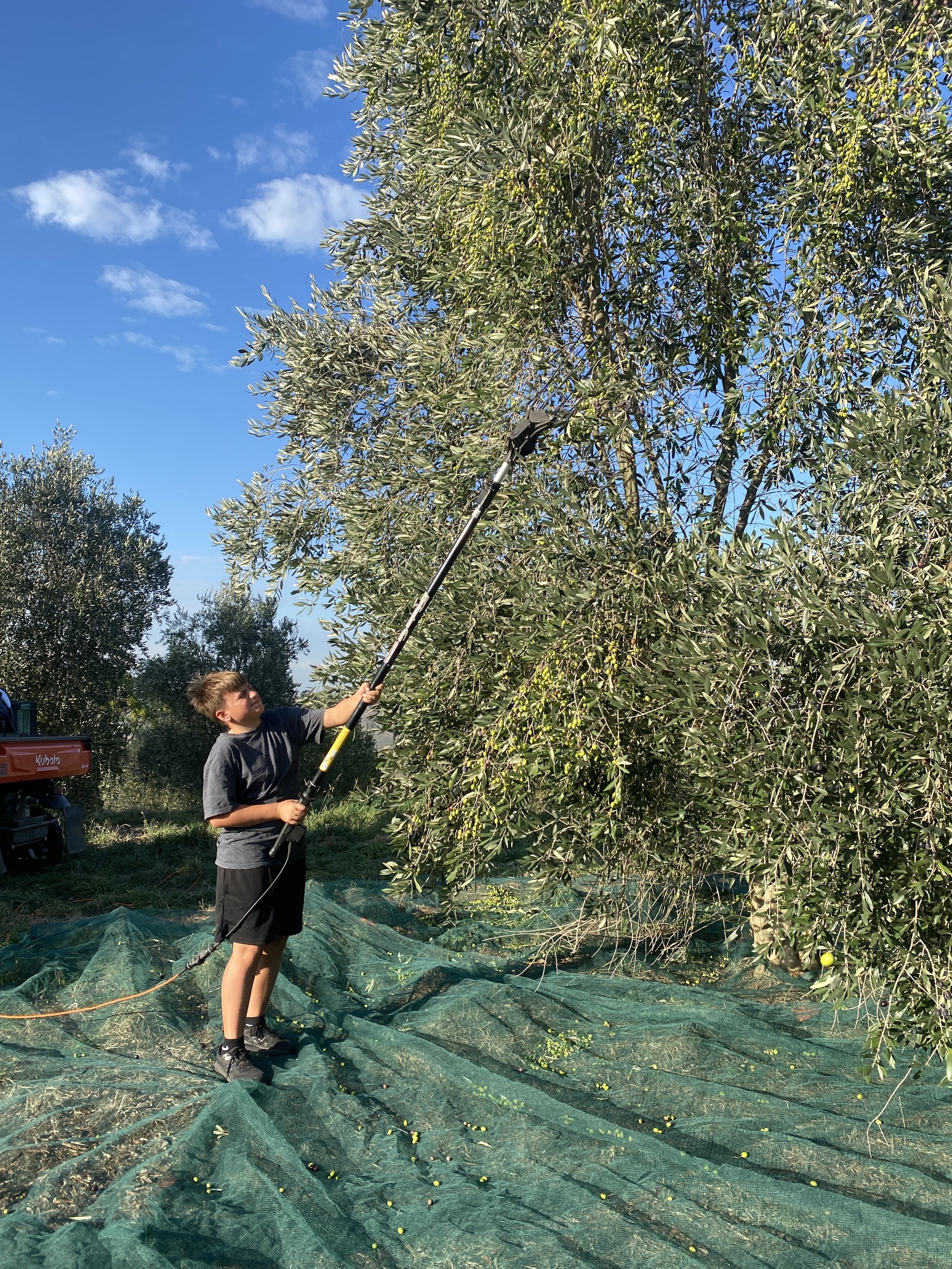 A boy wearing a gray t-shirt and black shorts is harvesting olives from a tree using a long pole. There is a green net spread out on the ground to catch the fallen olives. The sky is blue with some clouds, and some other olive trees are visible in th