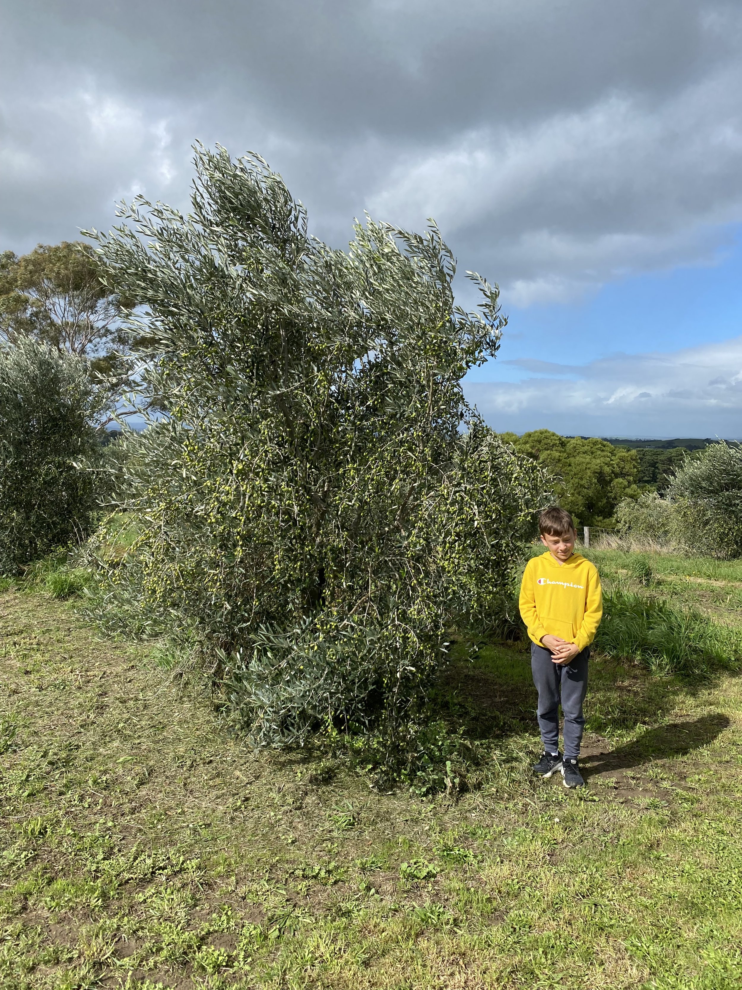 A boy with a yellow hoodie and gray pants standing on a grassy path beside a large shrub, with cloudy sky and rolling hills in the background.