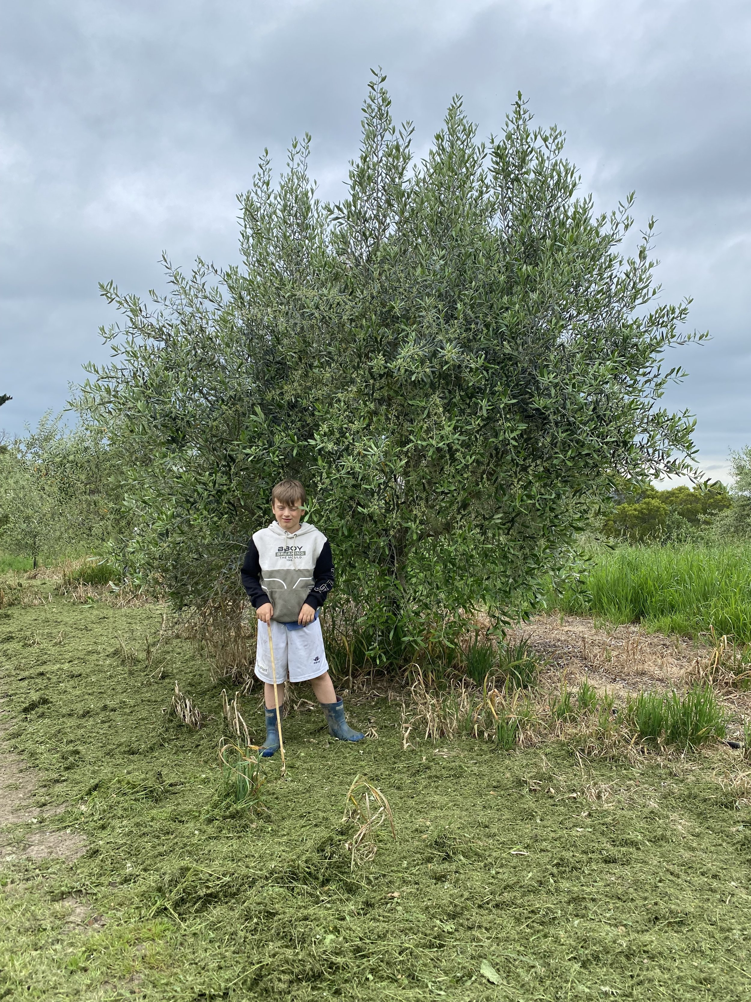A boy stands outdoors in front of a large leafy green tree, wearing a light gray hoodie with black sleeves, white shorts, and blue rain boots, holding a stick, with cloudy sky overhead.