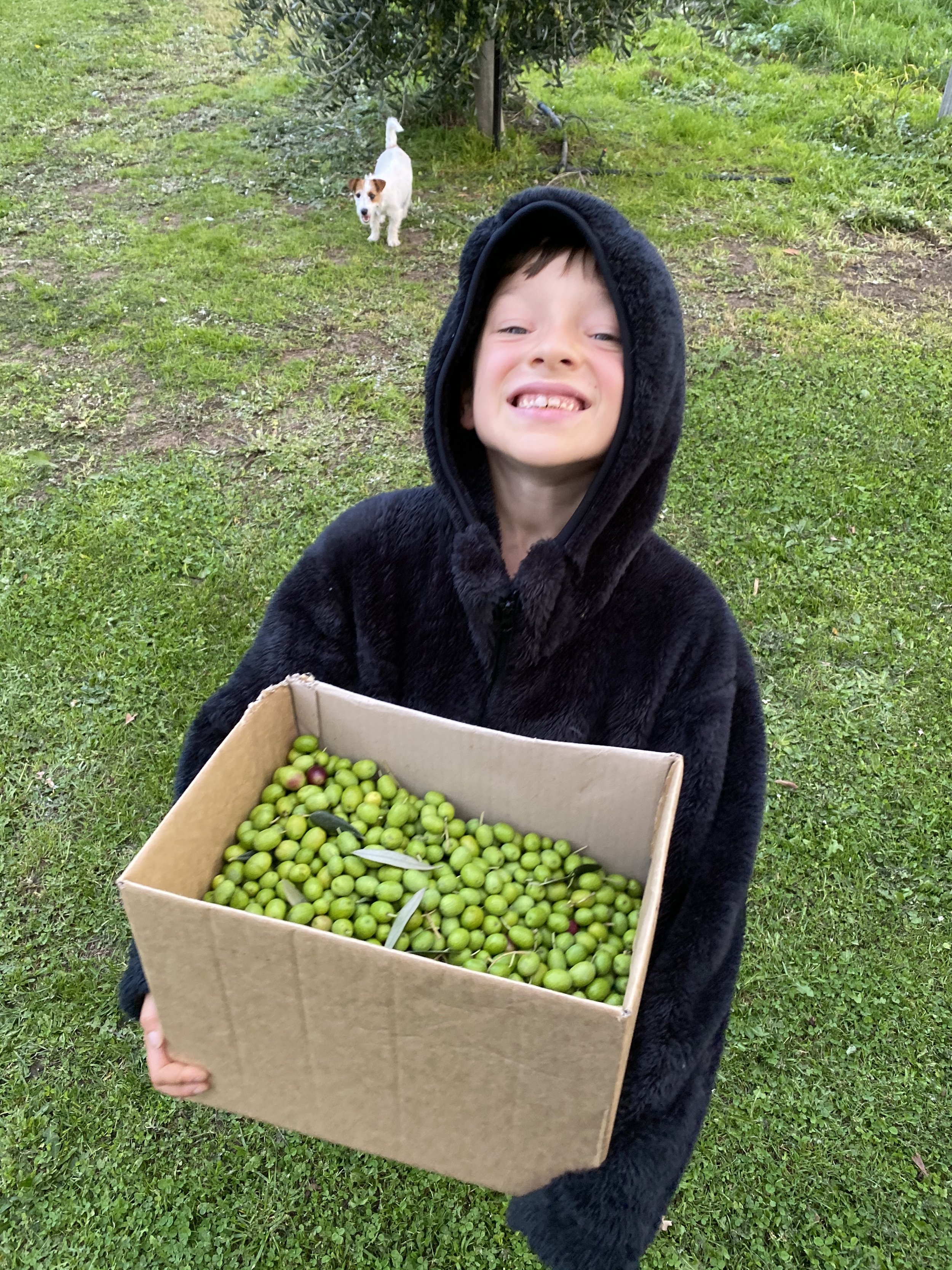 A young boy in a black hooded jacket holds a large cardboard box filled with green olives. There is a small dog in the background on a grassy area with some bushes.