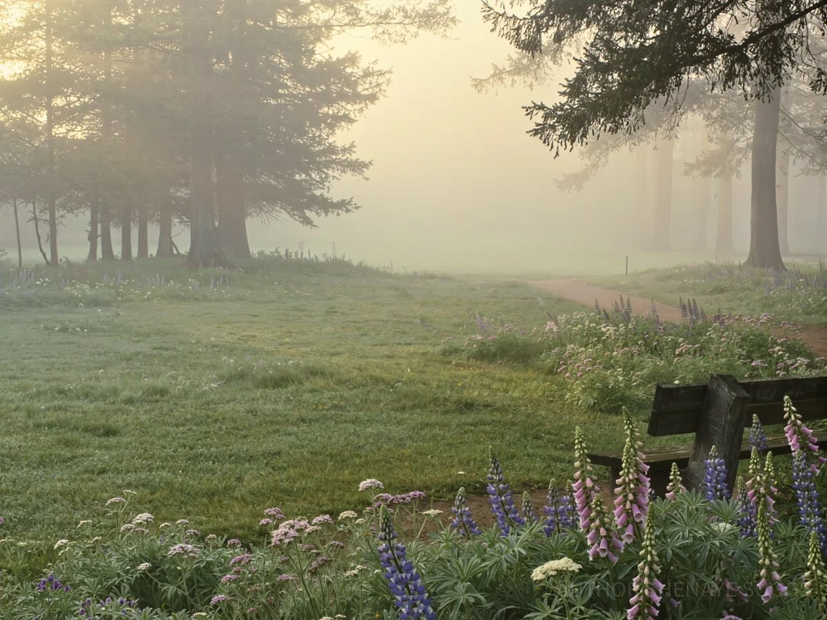 Open Field