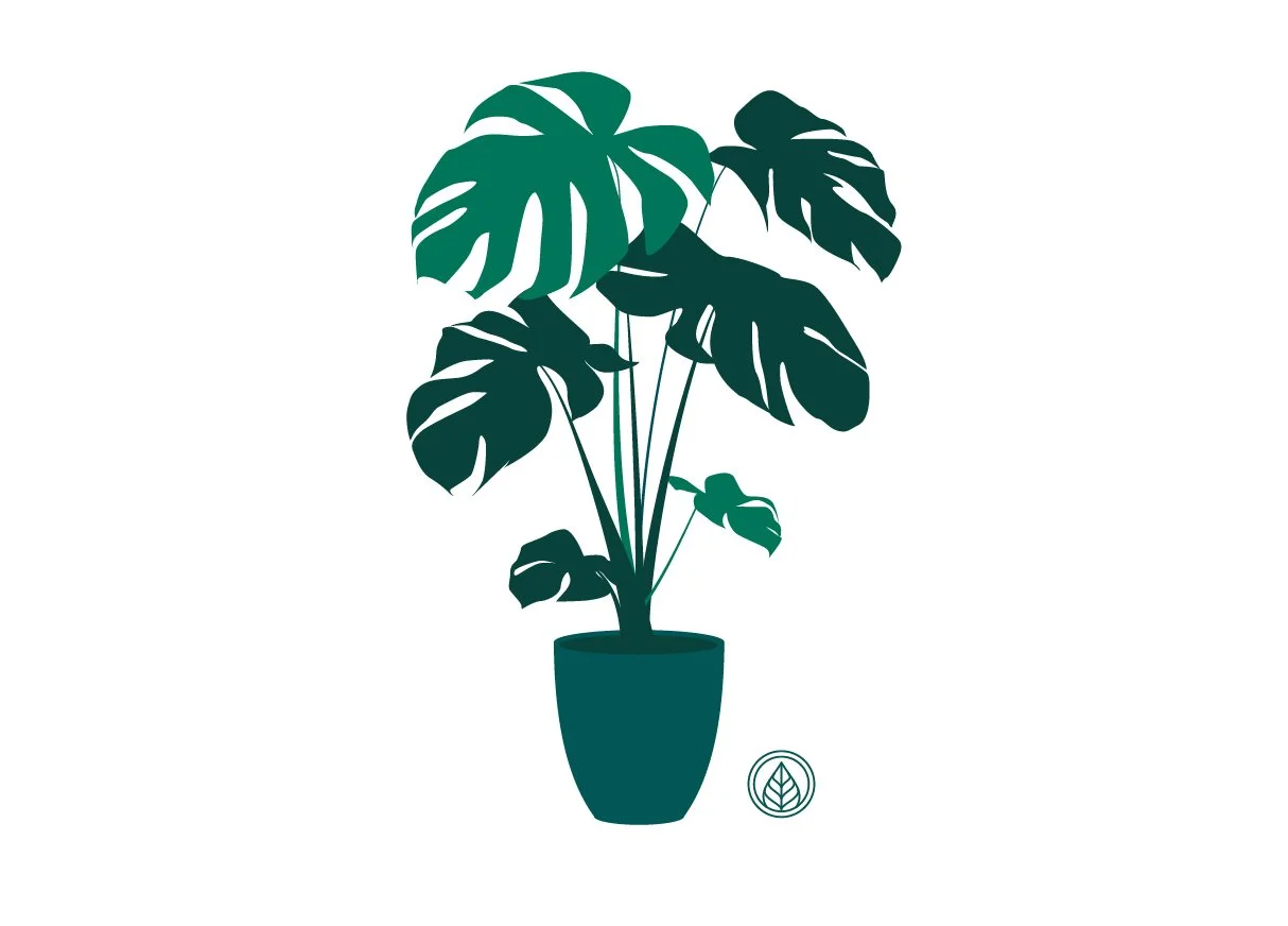 Potted monsterra plant illustration by Alyssa Goins