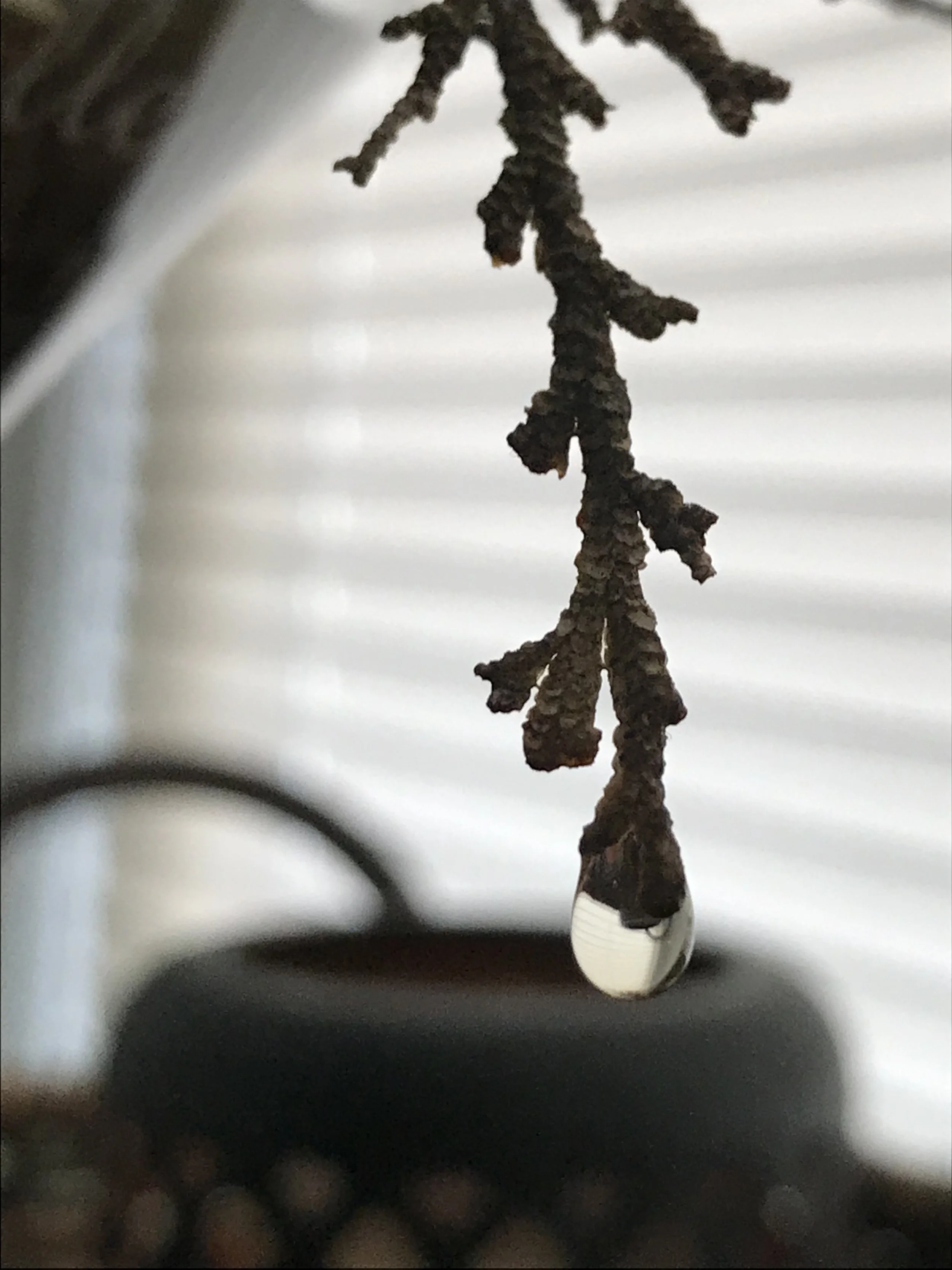 A close-up of a dried plant or twig with a single water droplet hanging from it.