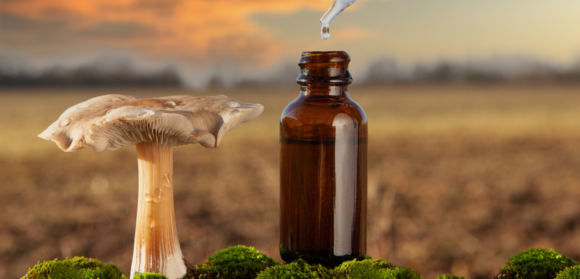 Mighty Medical Mushrooms