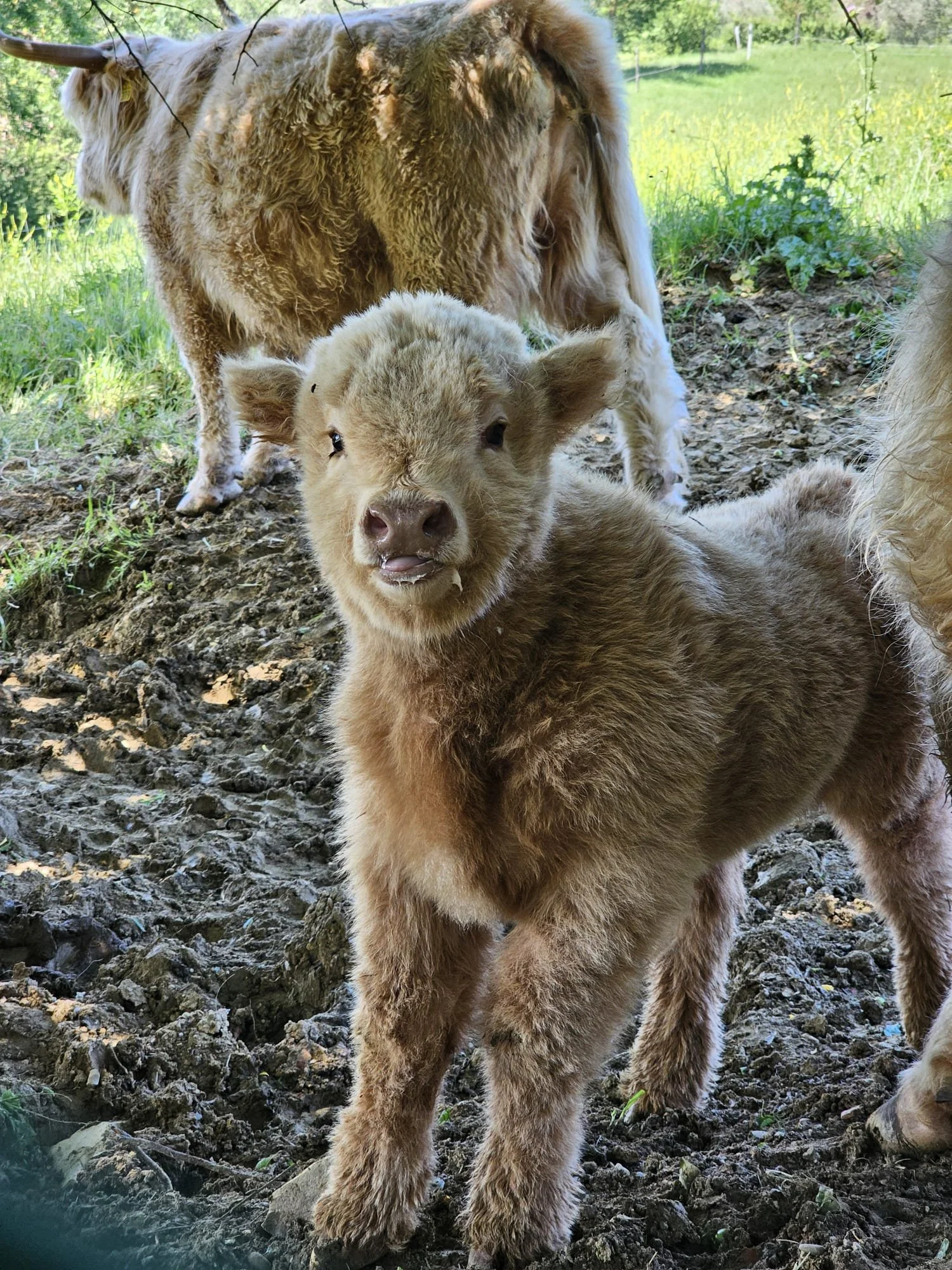 A calf born on the farm
