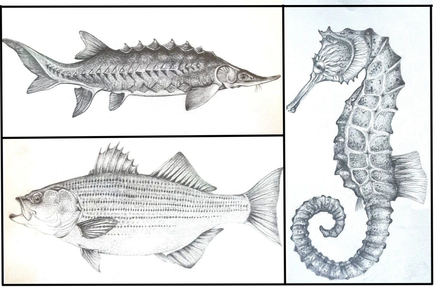Graphic+-+Ava+Grenier+Drawing+Class.png