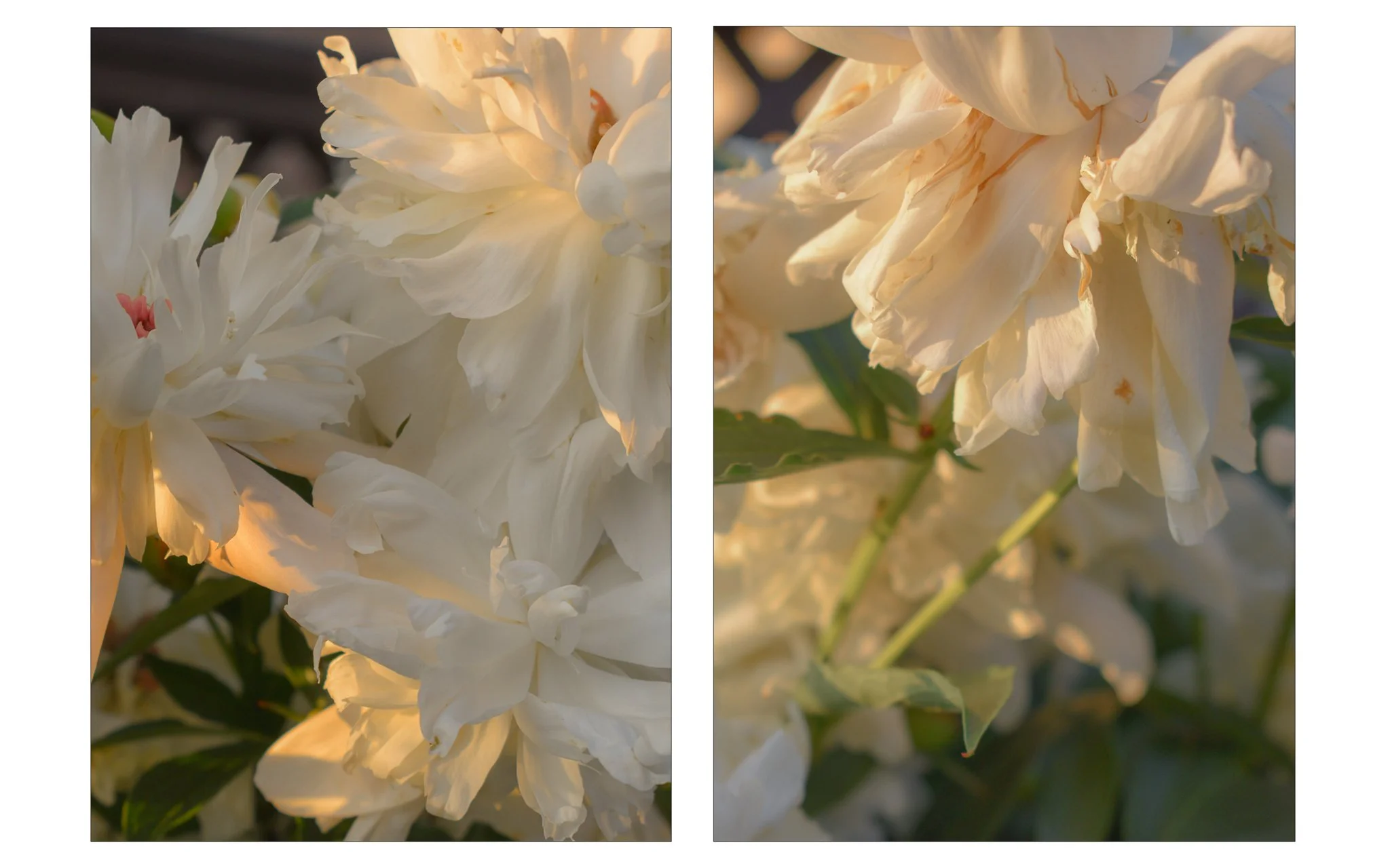 white flowers 2-2.jpg