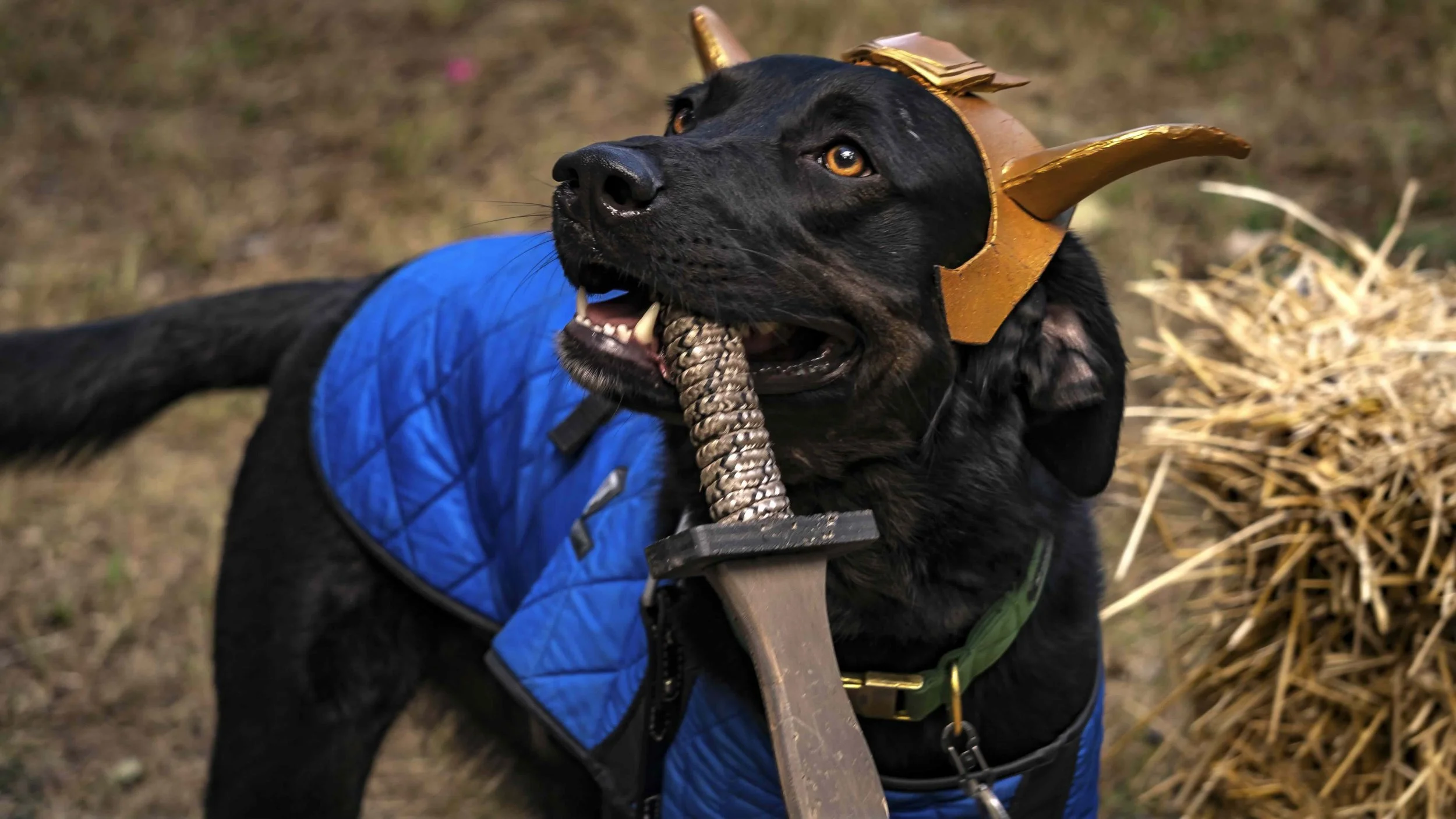 Black dog wearing a blue vest and a gold-colored horned helmet, holding a wooden stick in its mouth.