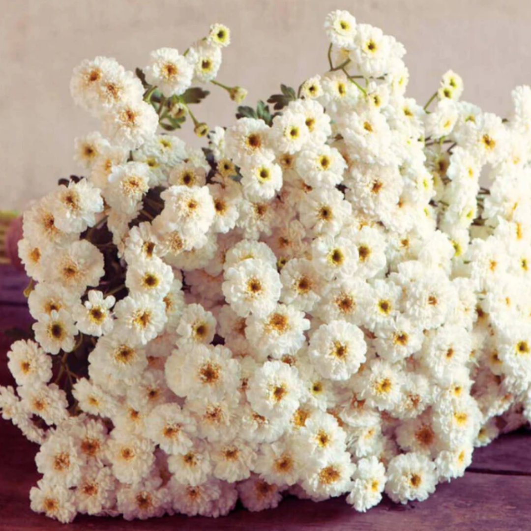 Feverfew - Tetra White