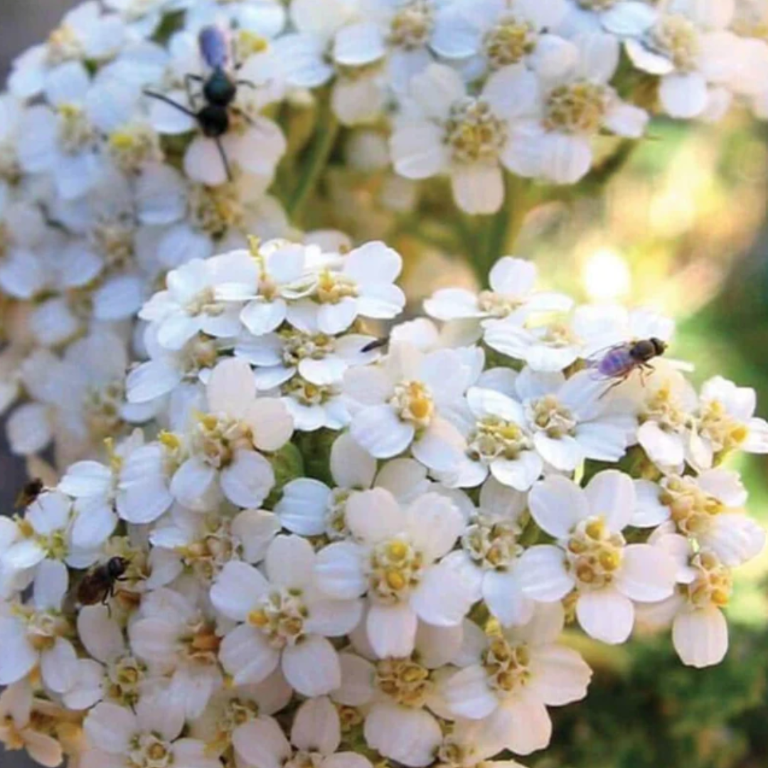 Yarrow - Western White