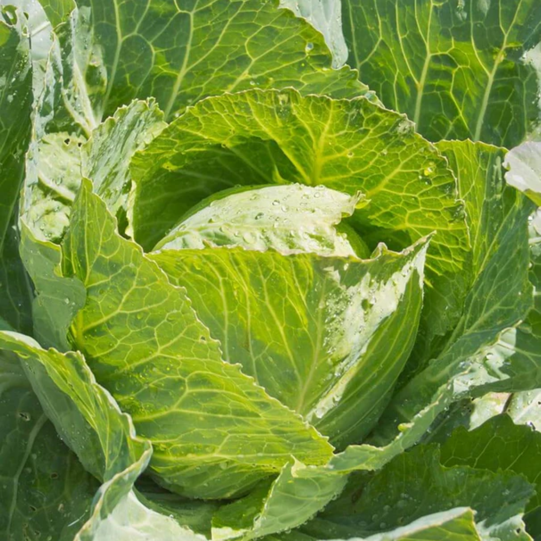 Cabbage - Copenhagen Market.png