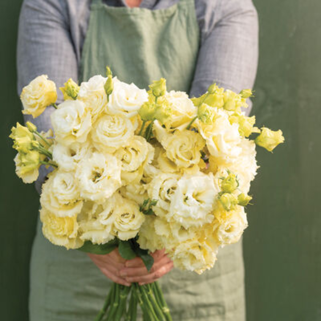 Lisianthus - Voyage Yellow.png