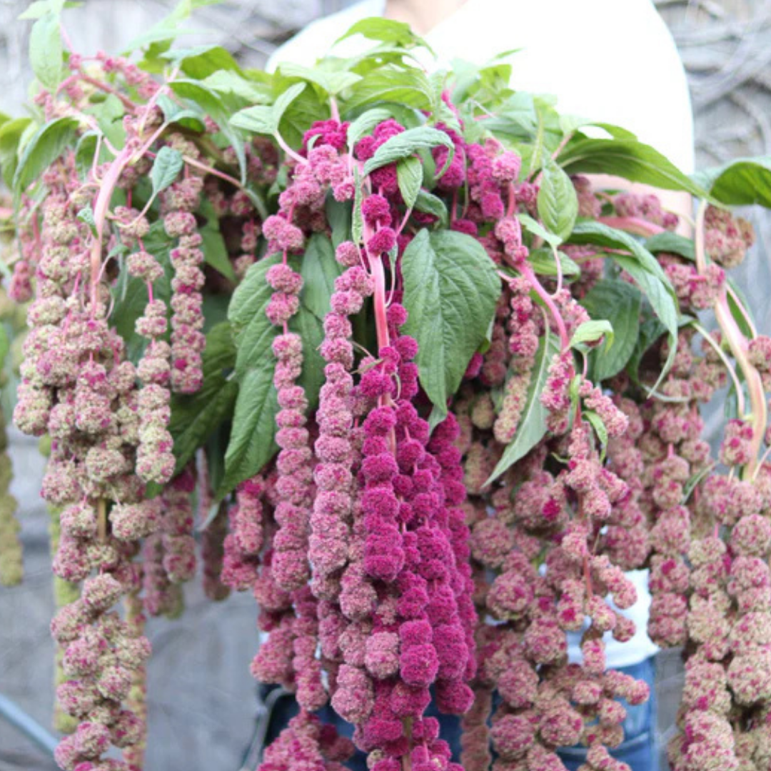 Amaranthus - Mira - Annual Greenery.png