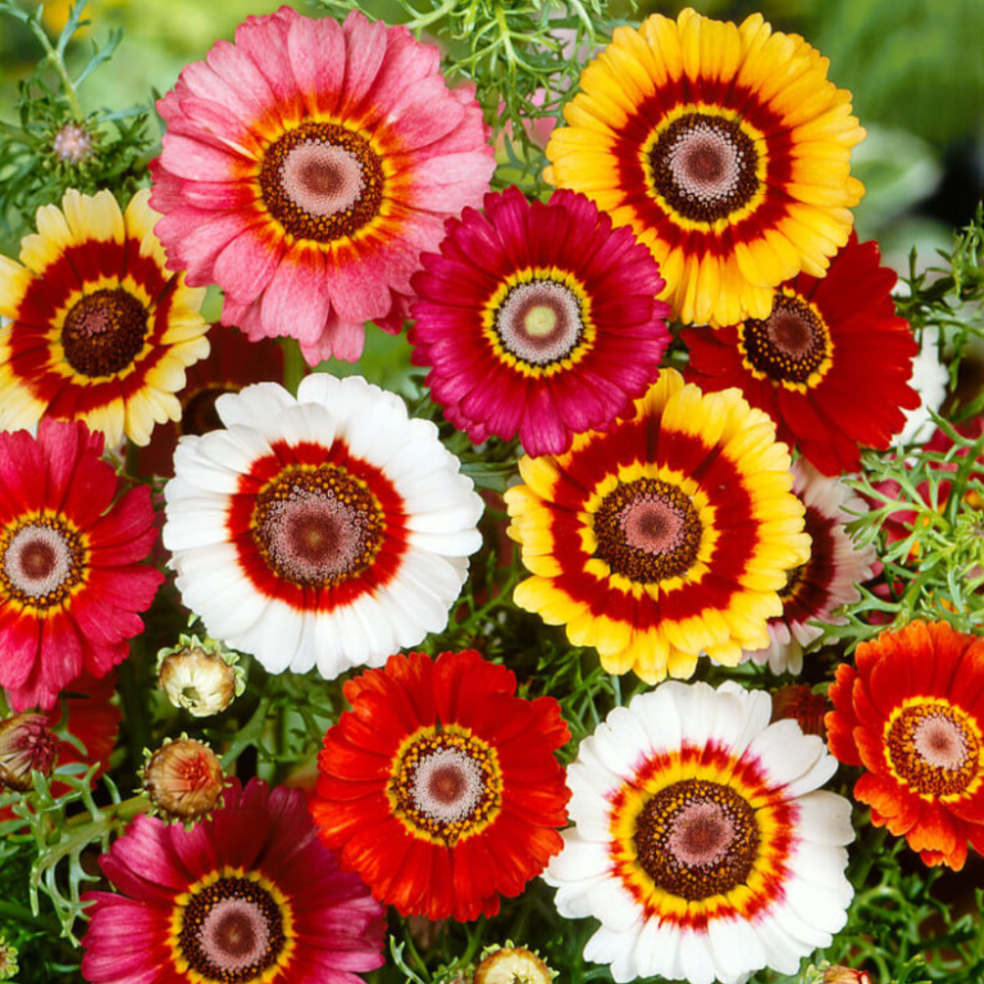 Chrysanthemum - Tricolor Daisy