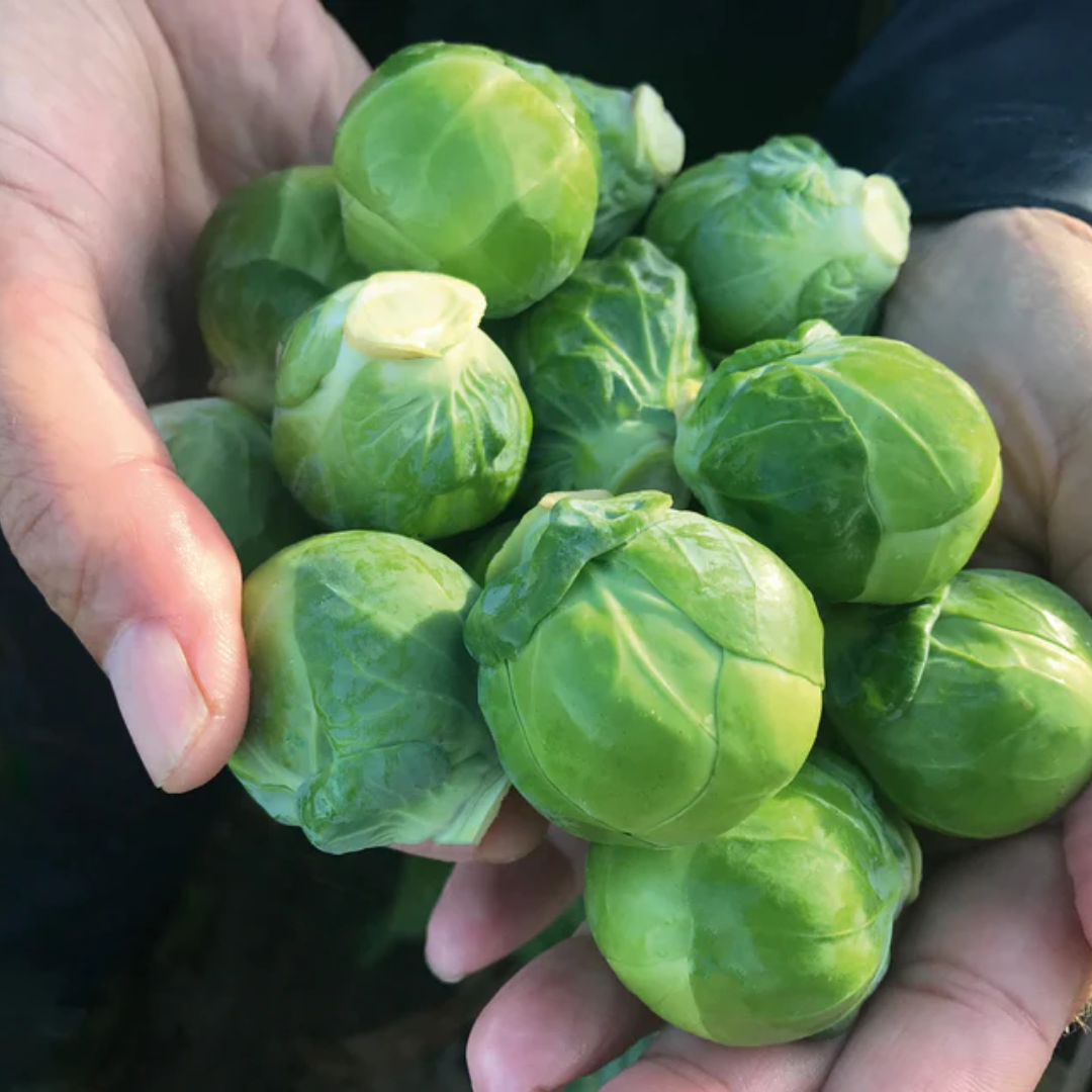Brussel Sprout.png