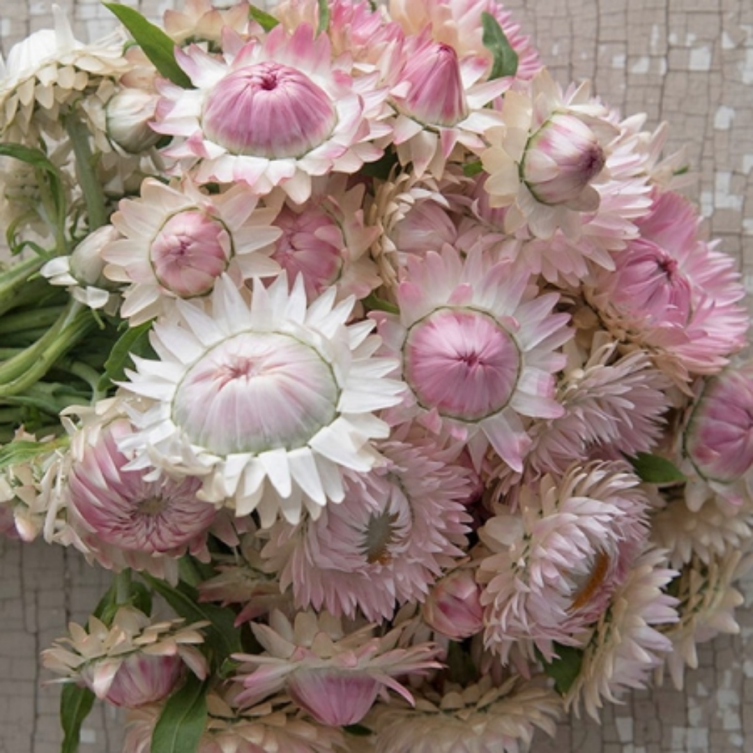 Strawflower - Silvery Rose.png