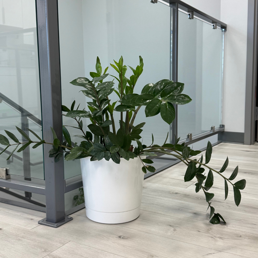 ZZ - Green Plant