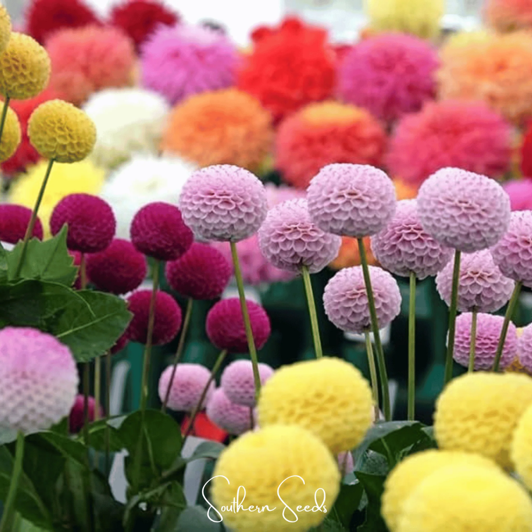 Dahlia - Pompon Mix