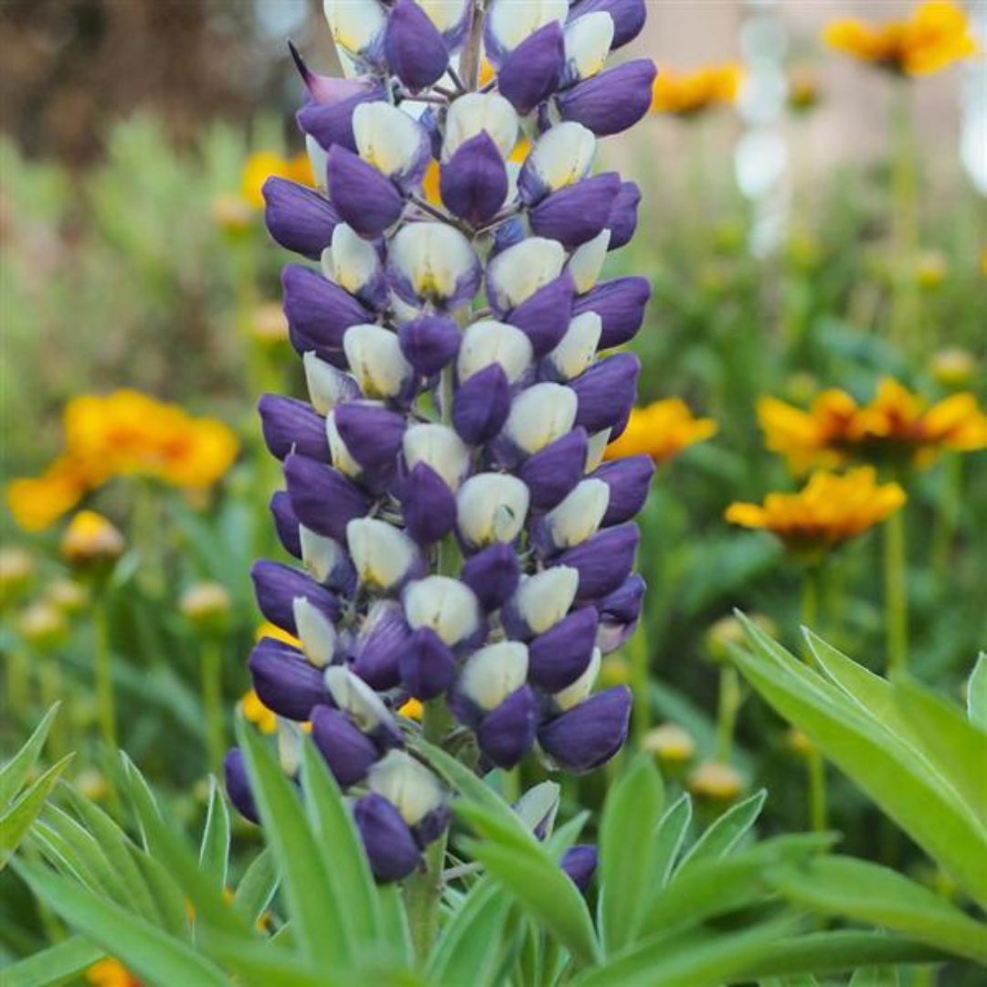 Lupin - Gallery Blue/Yellow
