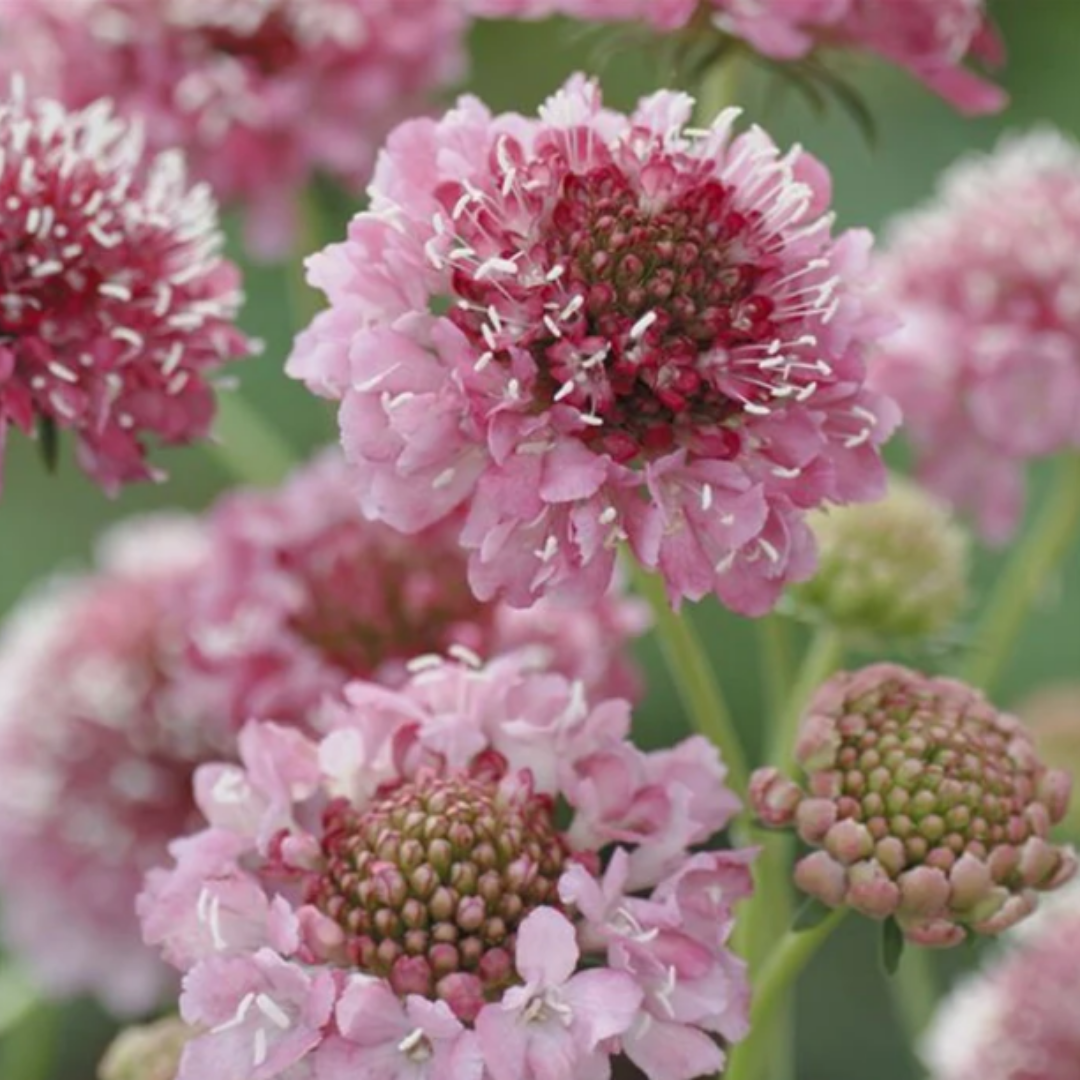Scabiosa - Salmon Queen - Annual - Supporting.png