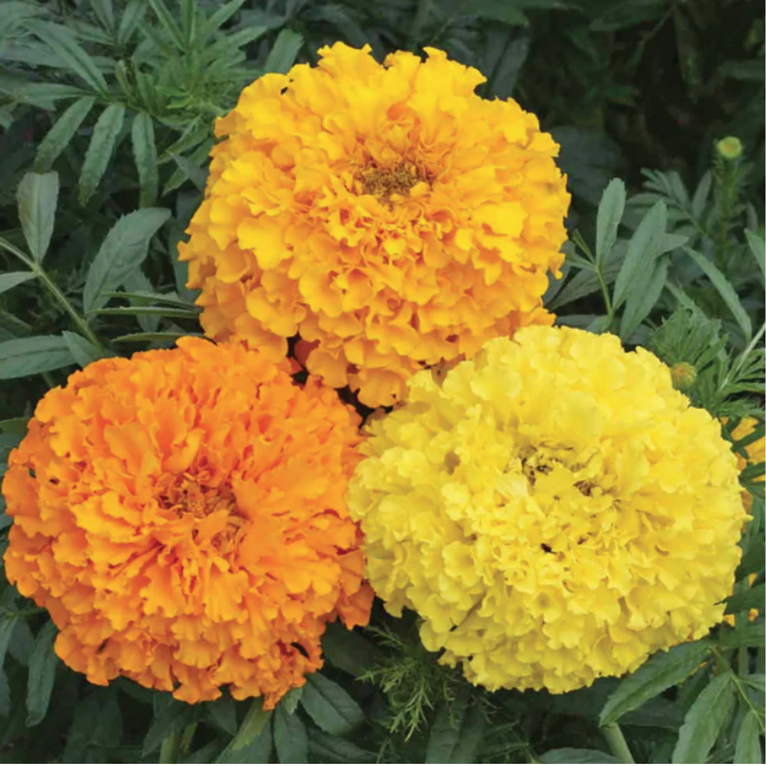 Marigold - Crackerjack Mix
