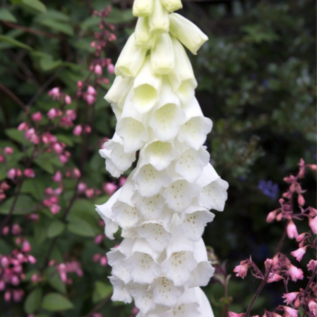 Foxglove - White