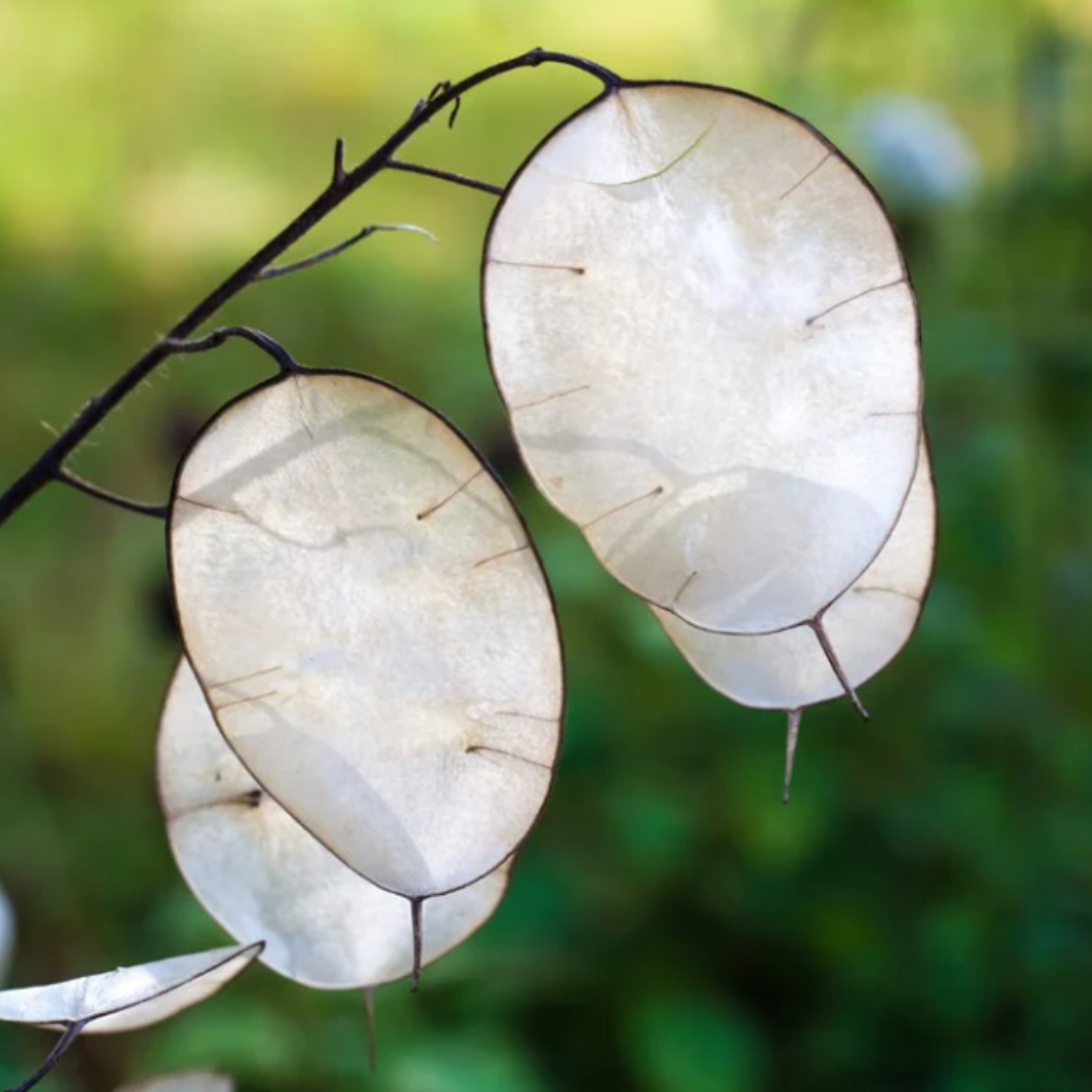 Lunaria - Silver Dollar