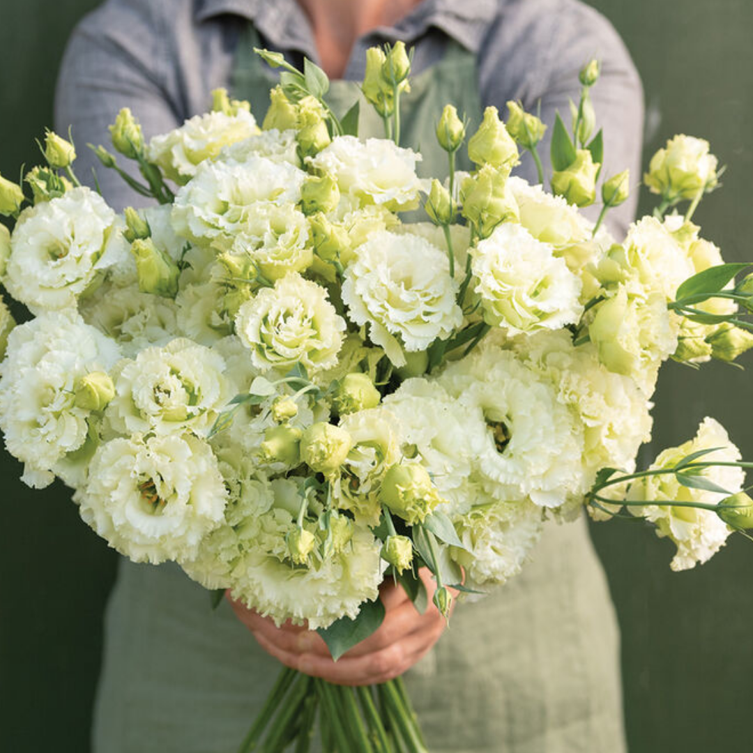Lisianthus - Voyage 2 Green