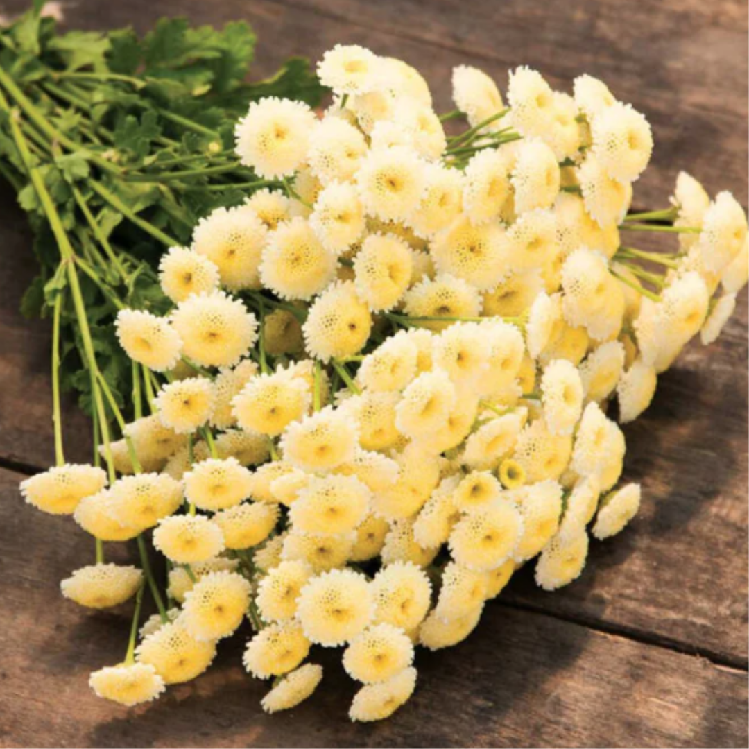 Feverfew - Magic Lime Green - Annual - Filler.png