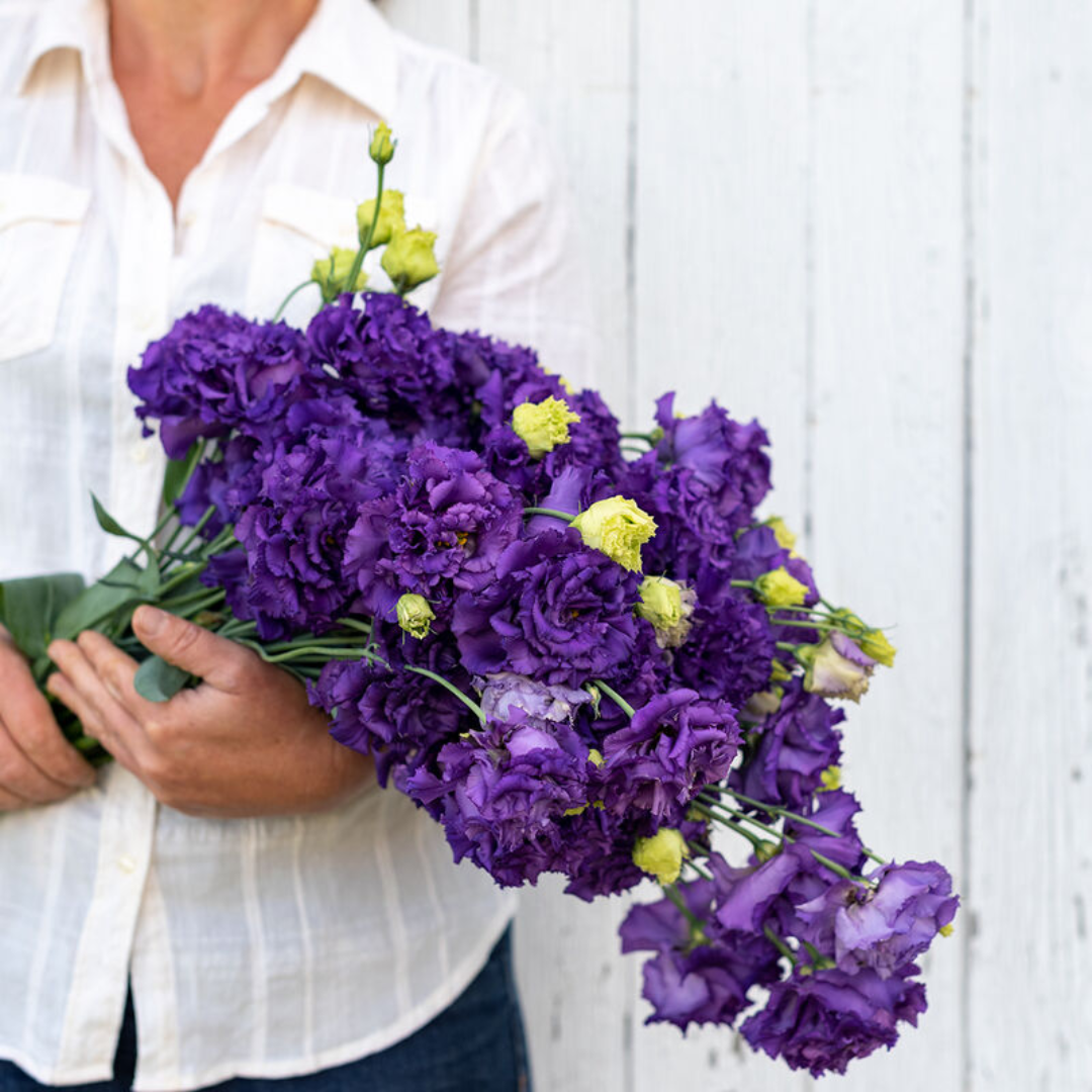 Lisianthus - Voyage Blue.png