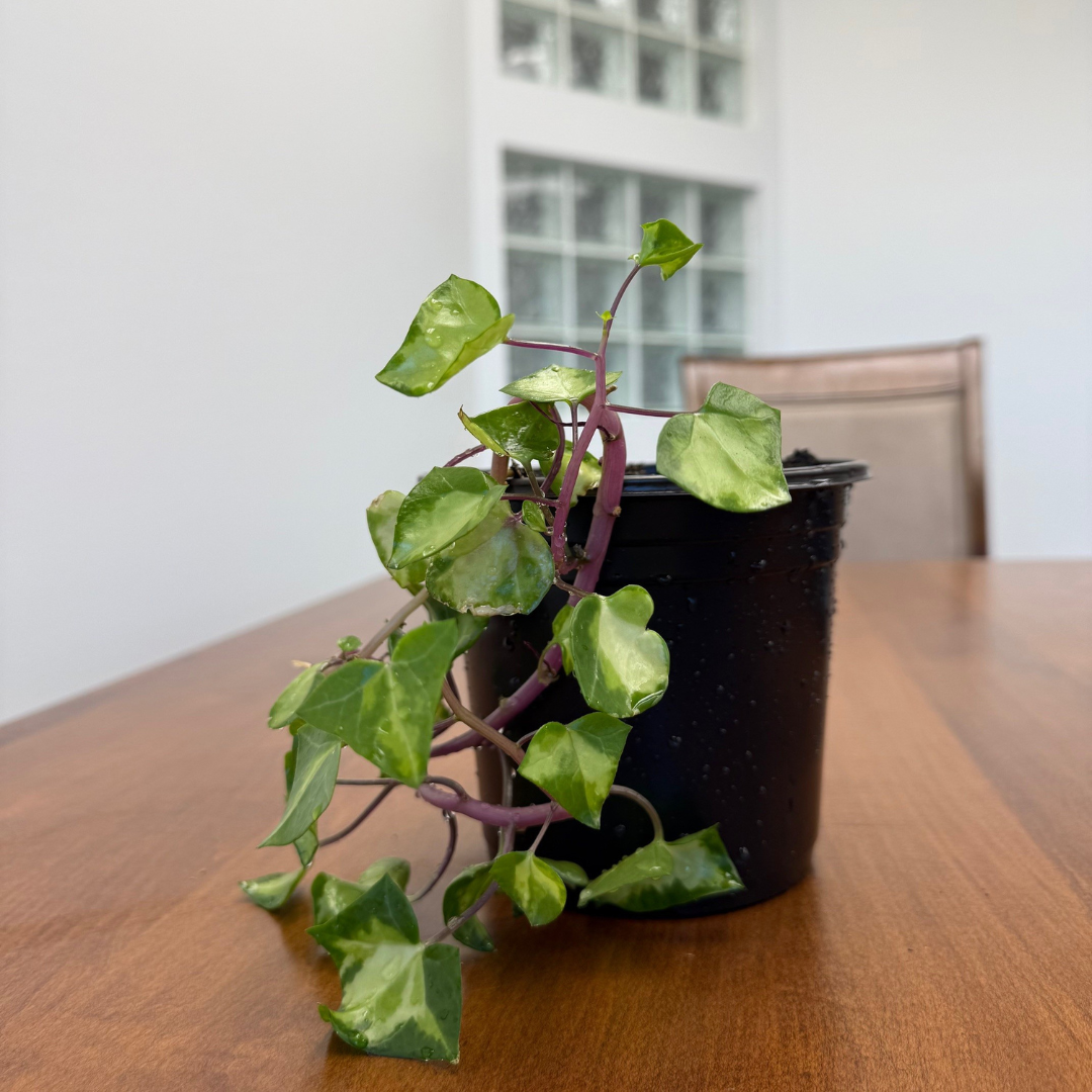 Ivy - German Plant
