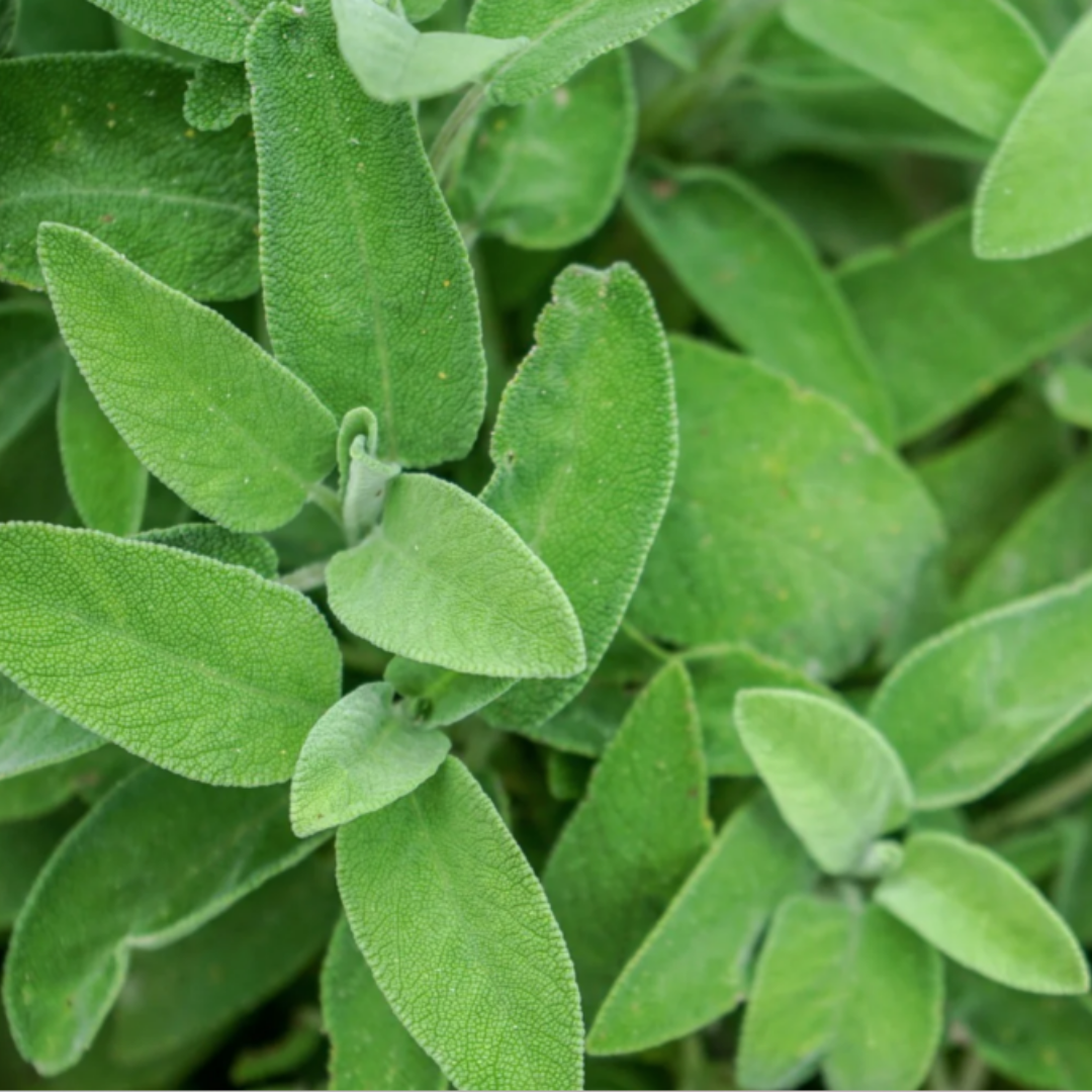 Sage - Broadleaf