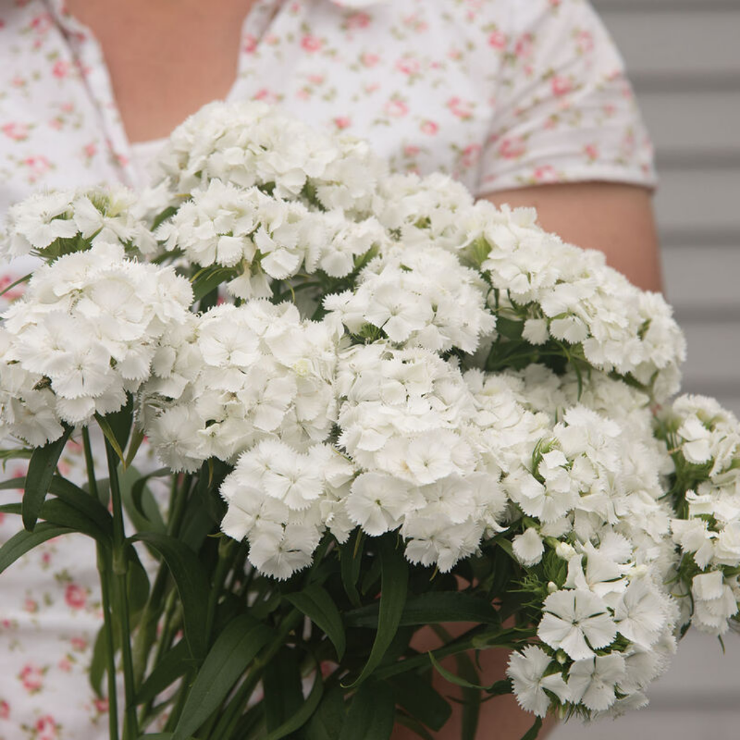 Dianthus - Sweet White