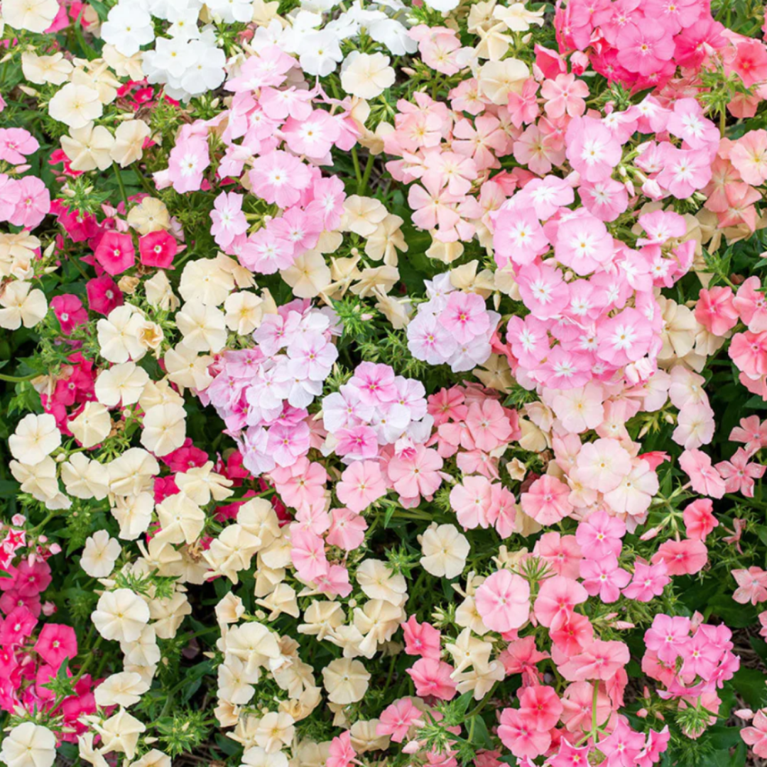 Phlox - Coral Reef.png