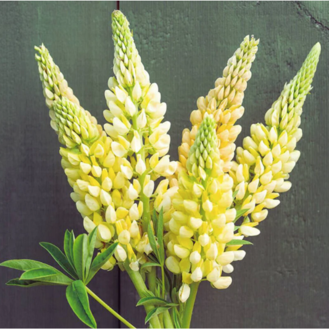 Lupin - Chandelier