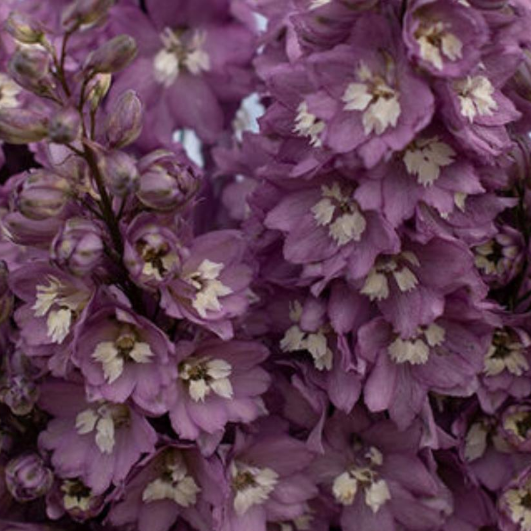 Delphinium - Lilac Pink White Bee - Perennial - Spike.png
