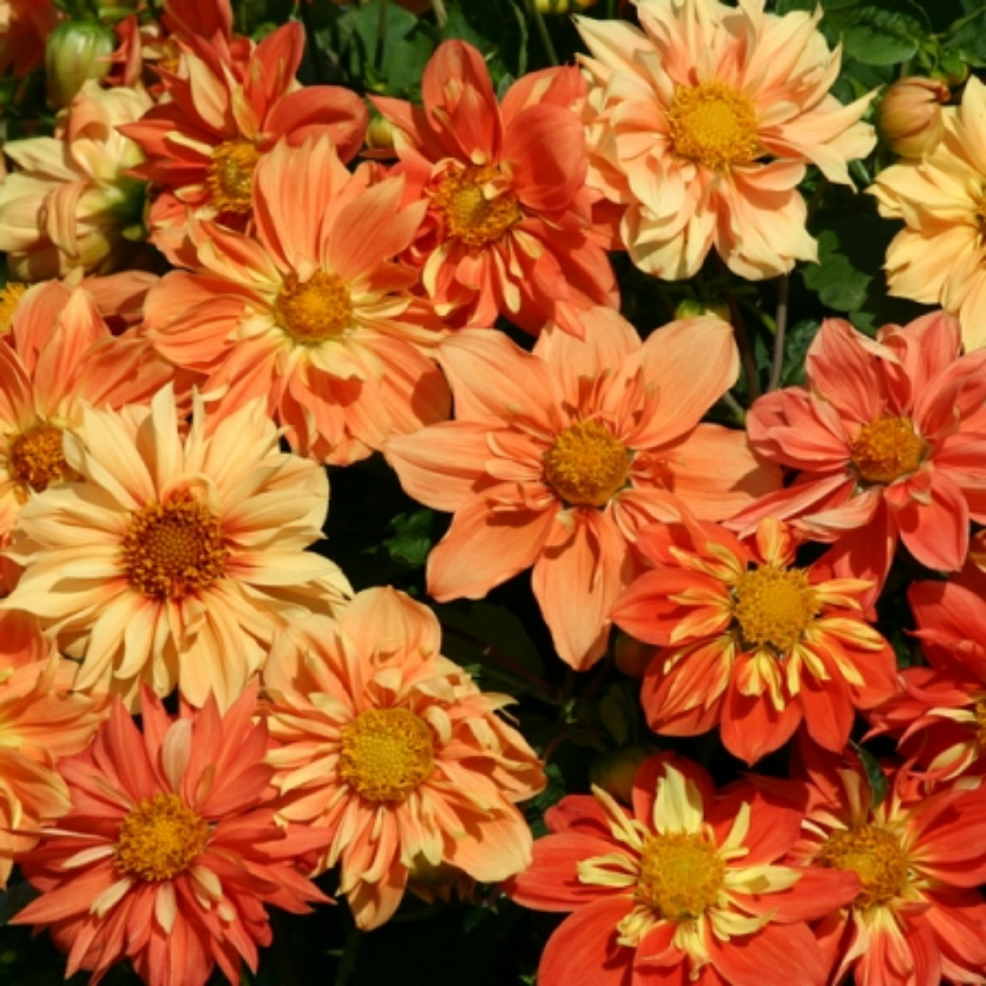 Dahlia - Reggae Orange