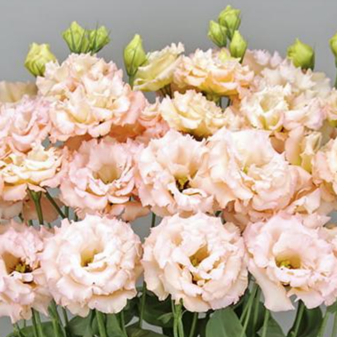 Lisianthus - Elegance 3 Mango