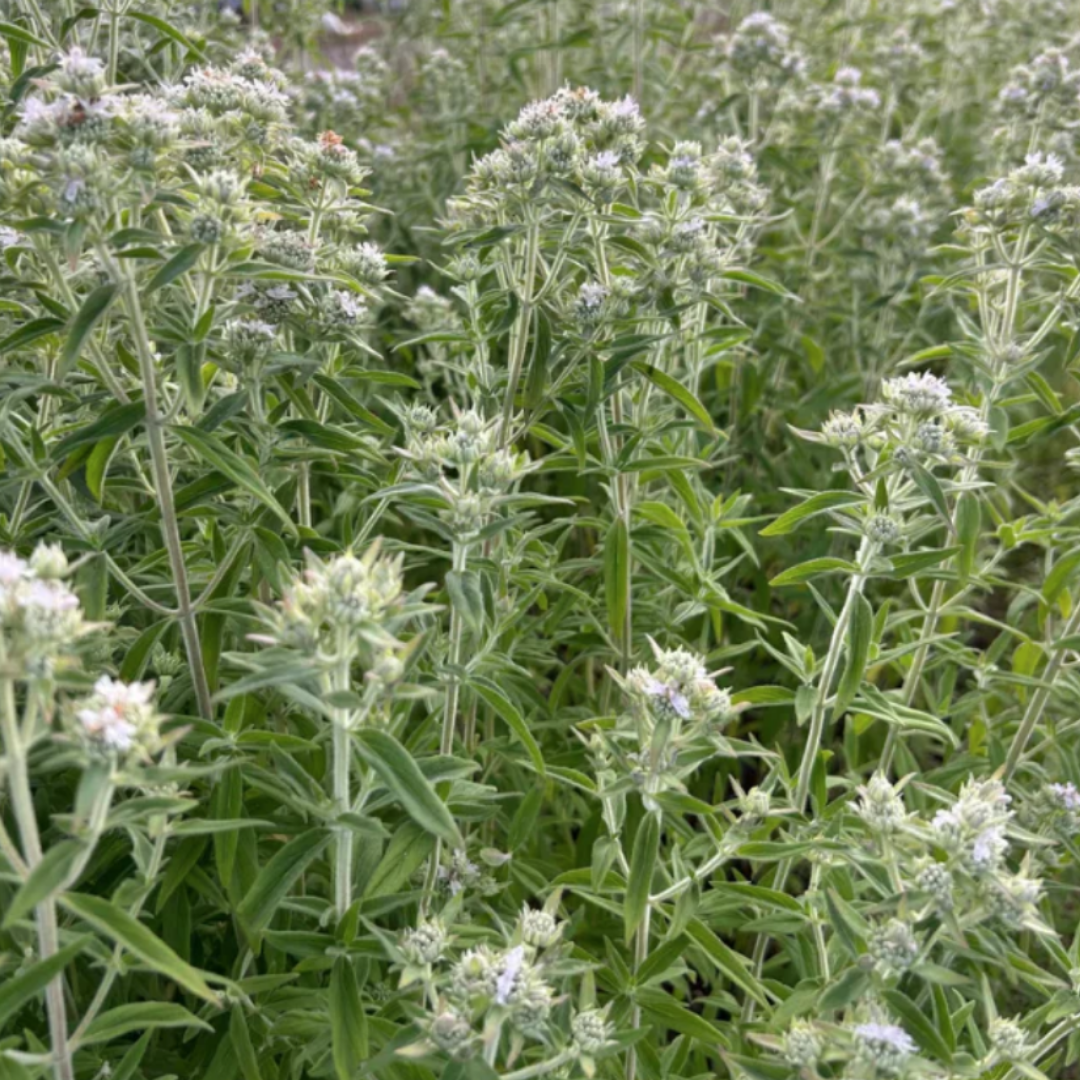 Mint - Mountain