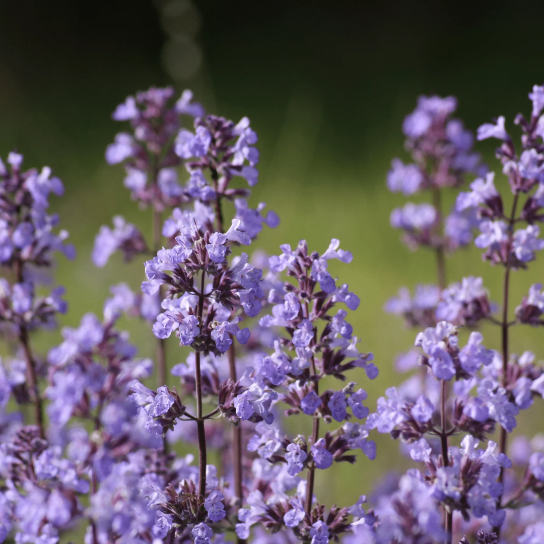 Catnip - Lemon - Perennial - Spike.png
