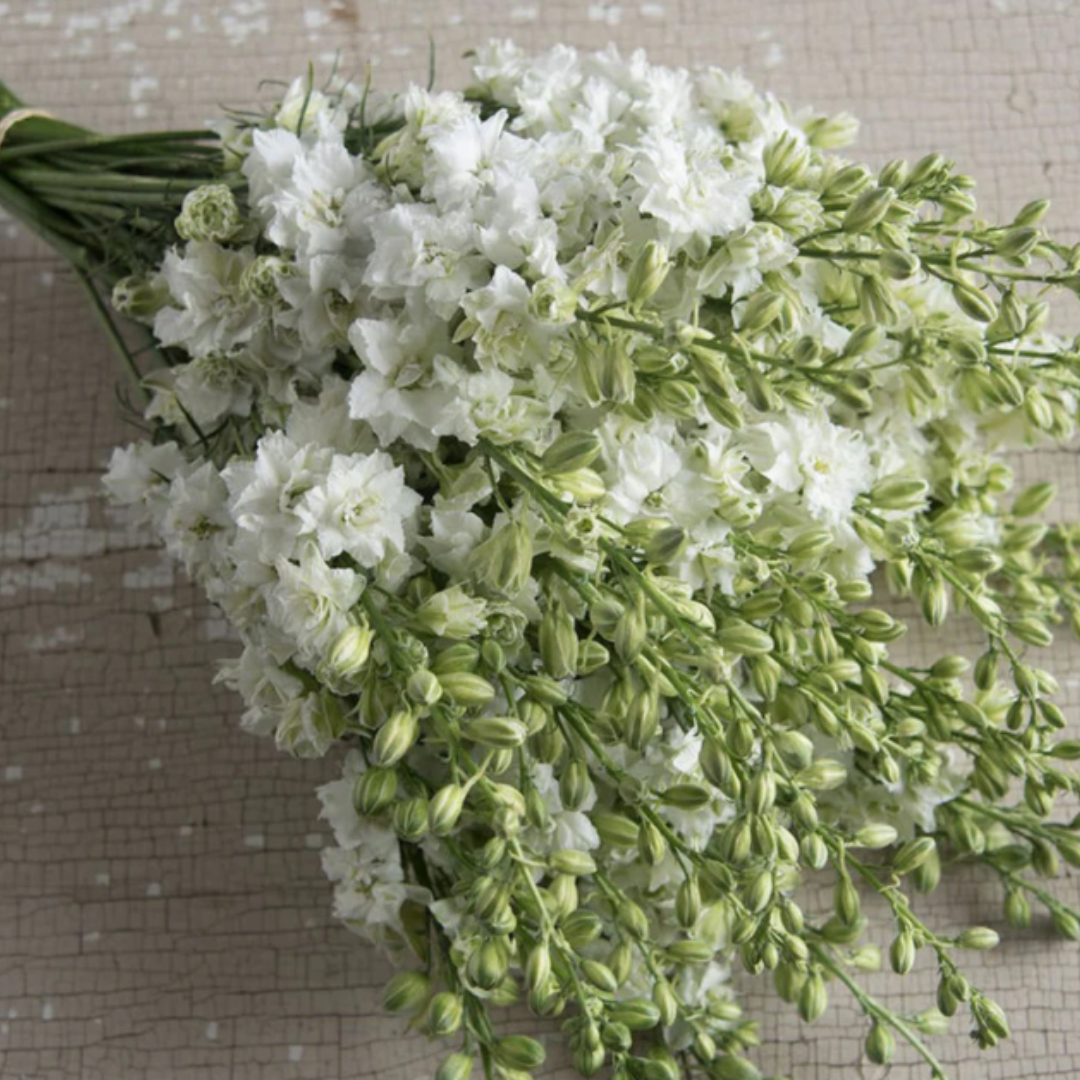 Larkspur - QIS White.png