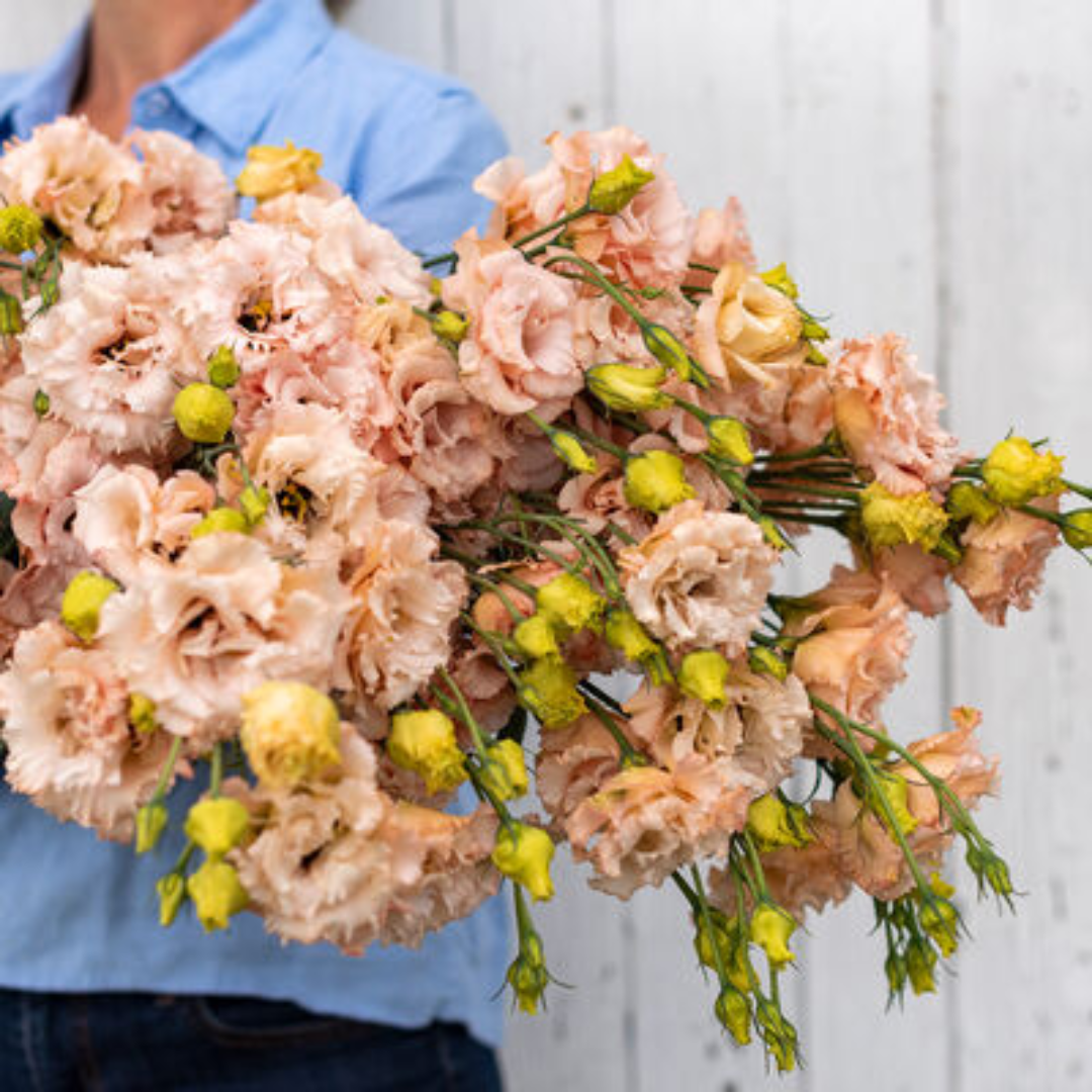 Lisianthus - Voyage Apricot.png